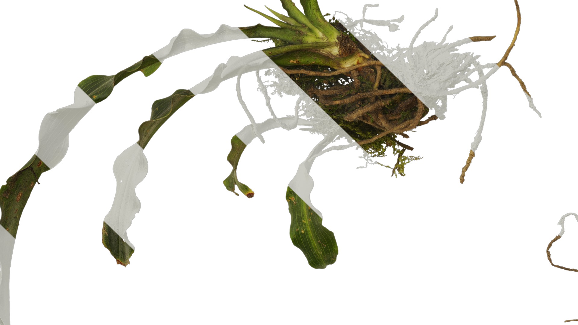 Anydrafts Rohdea japonica Atlas 01 Texture_5