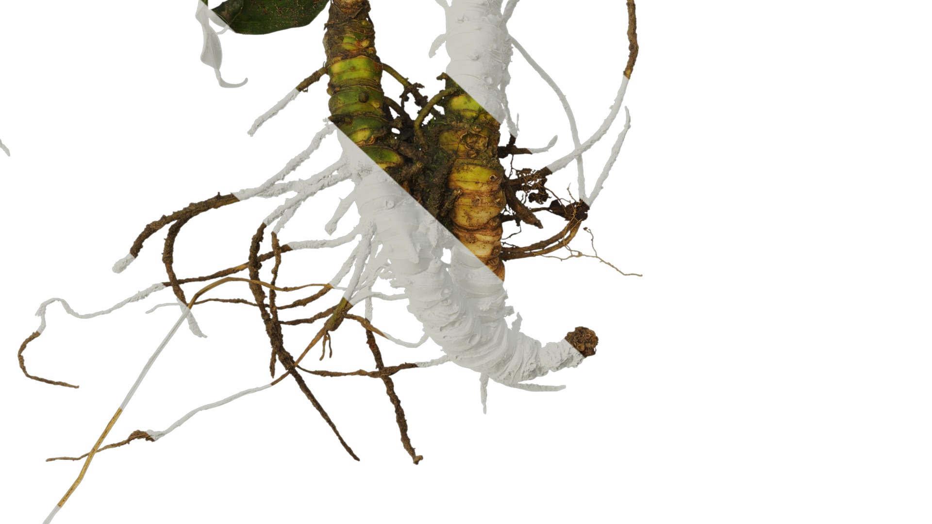 Anydrafts Rohdea japonica Atlas 01 Texture_6