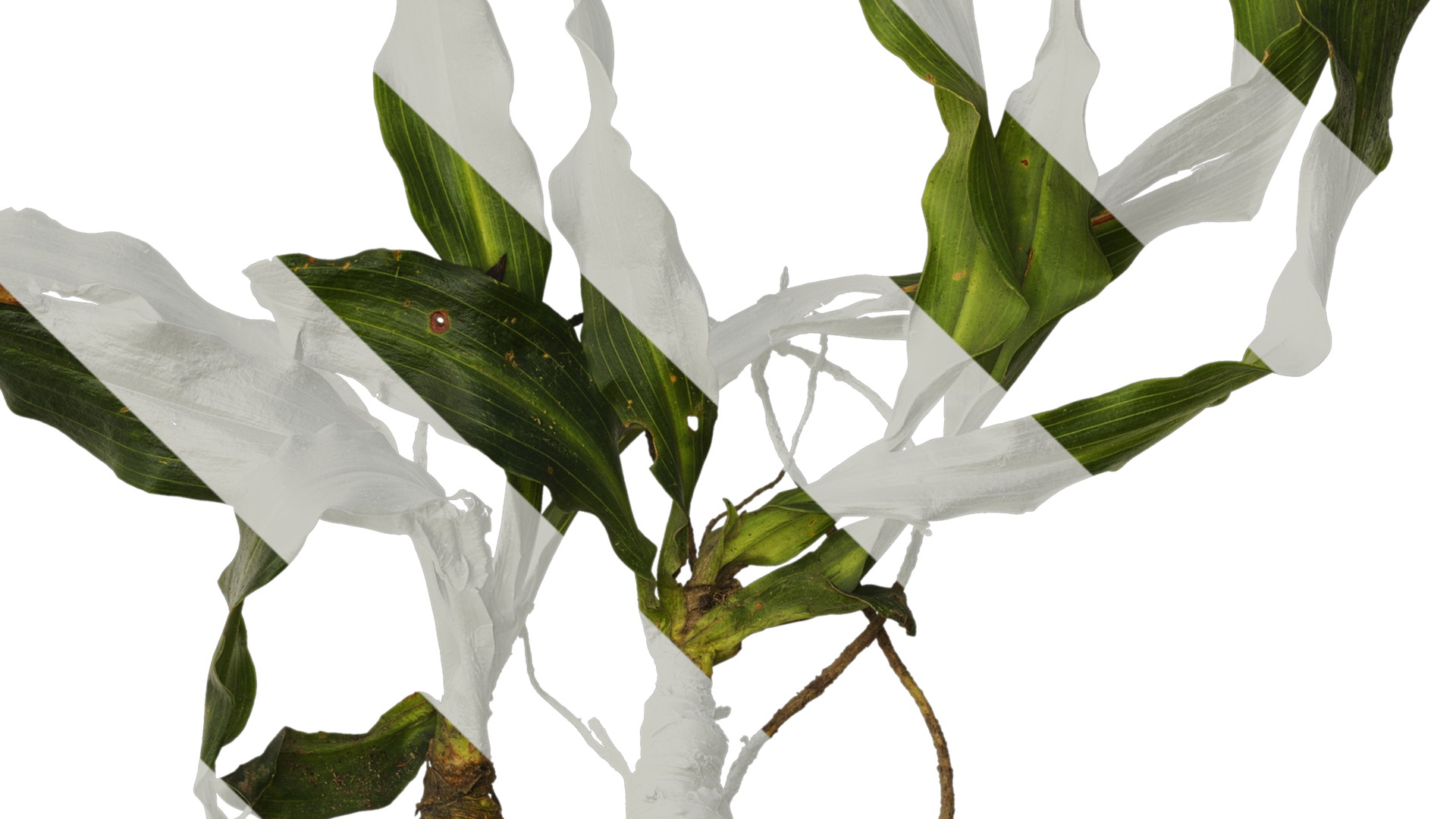 Anydrafts Rohdea japonica Atlas 01 Texture_4