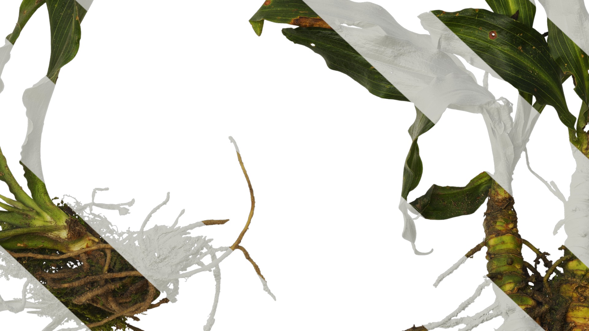 Anydrafts Rohdea japonica Atlas 01 Texture_7