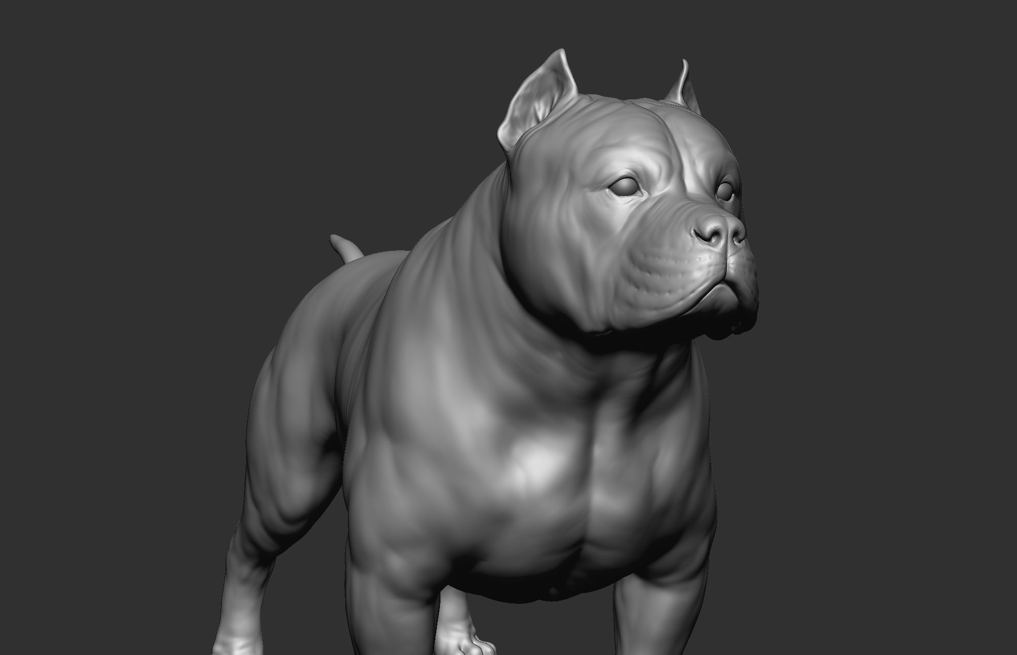 Dog breed collection  8 types of dogs 3D model_63