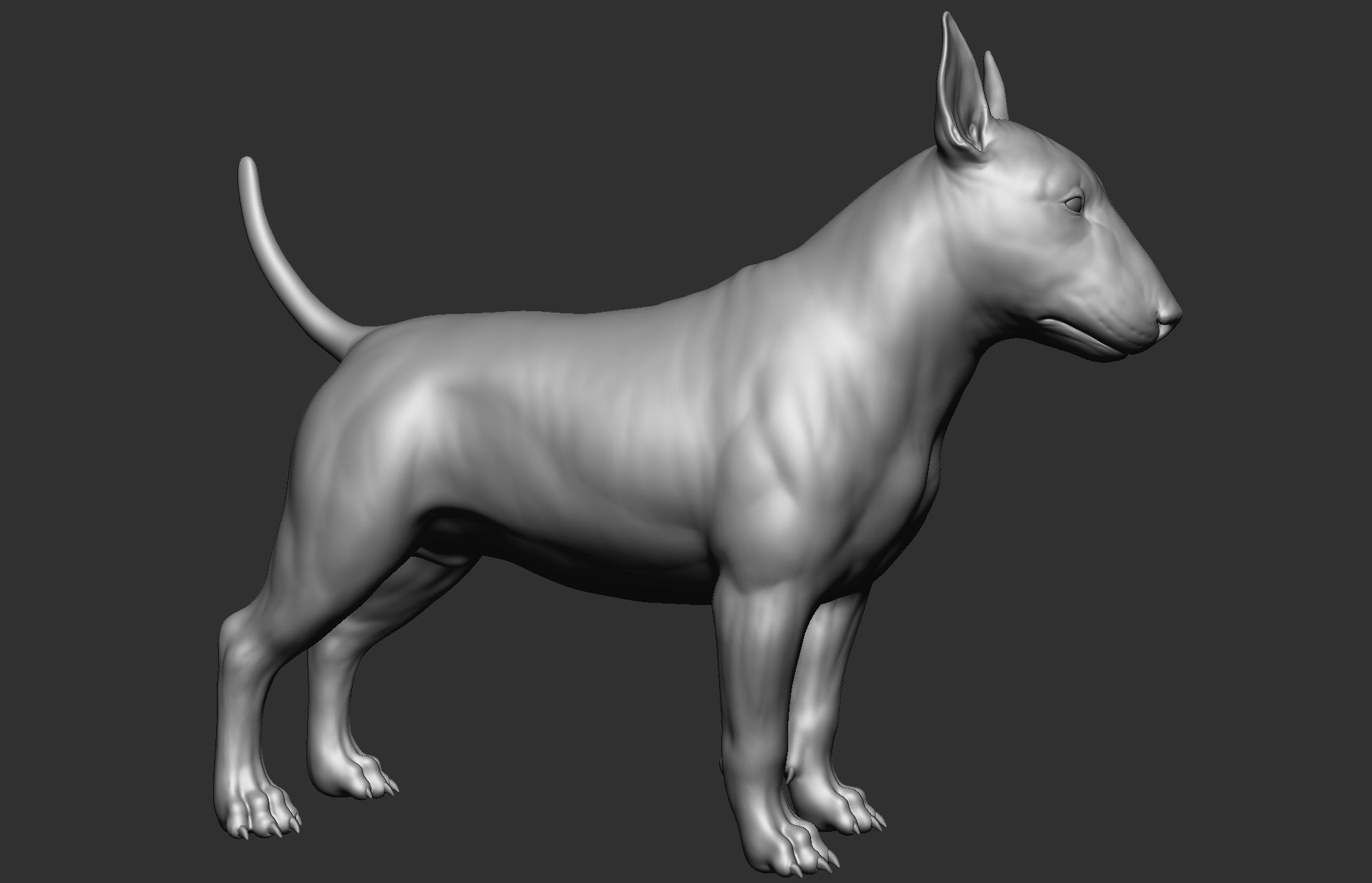 Dog breed collection  8 types of dogs 3D model_51
