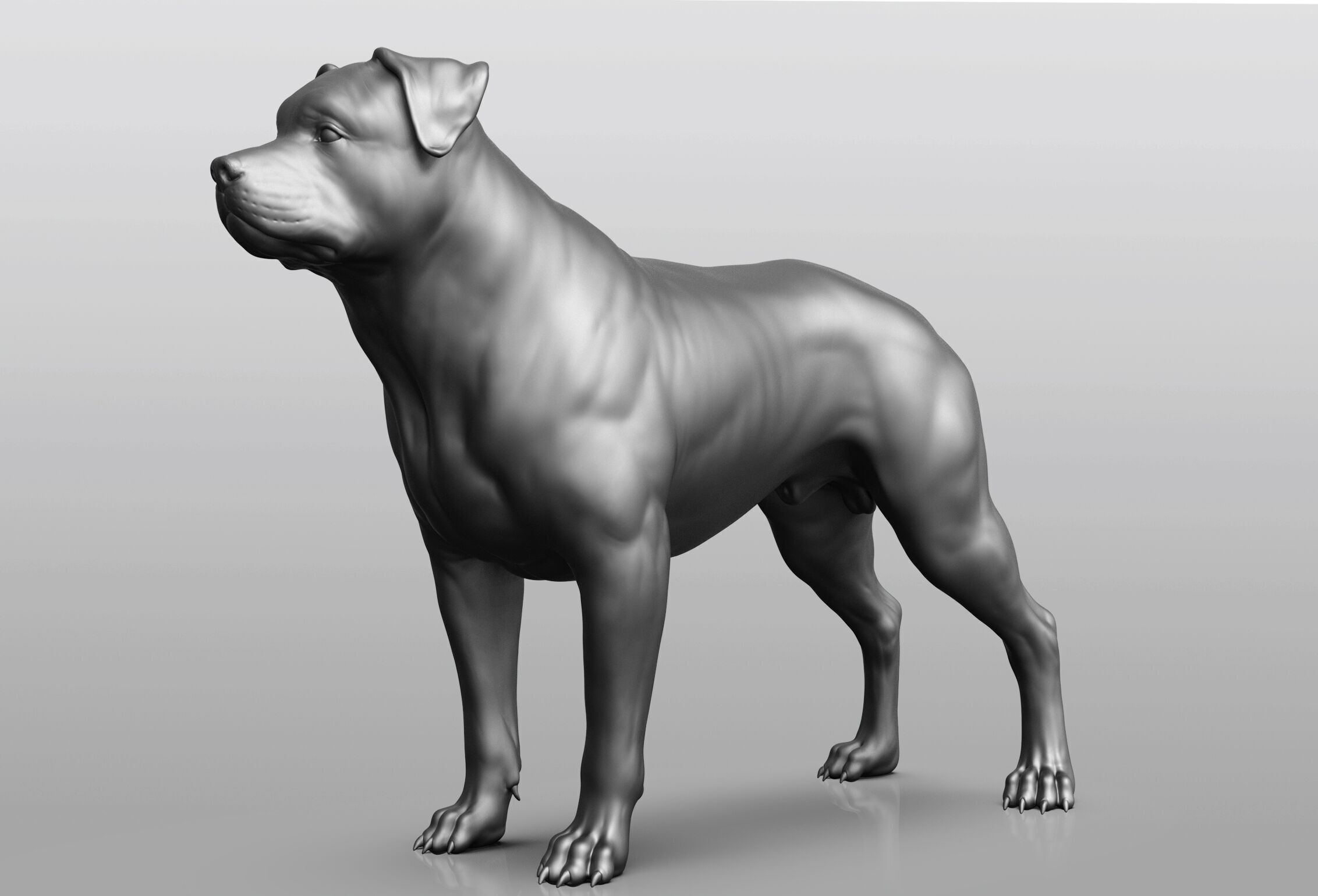 Dog breed collection  8 types of dogs 3D model_19