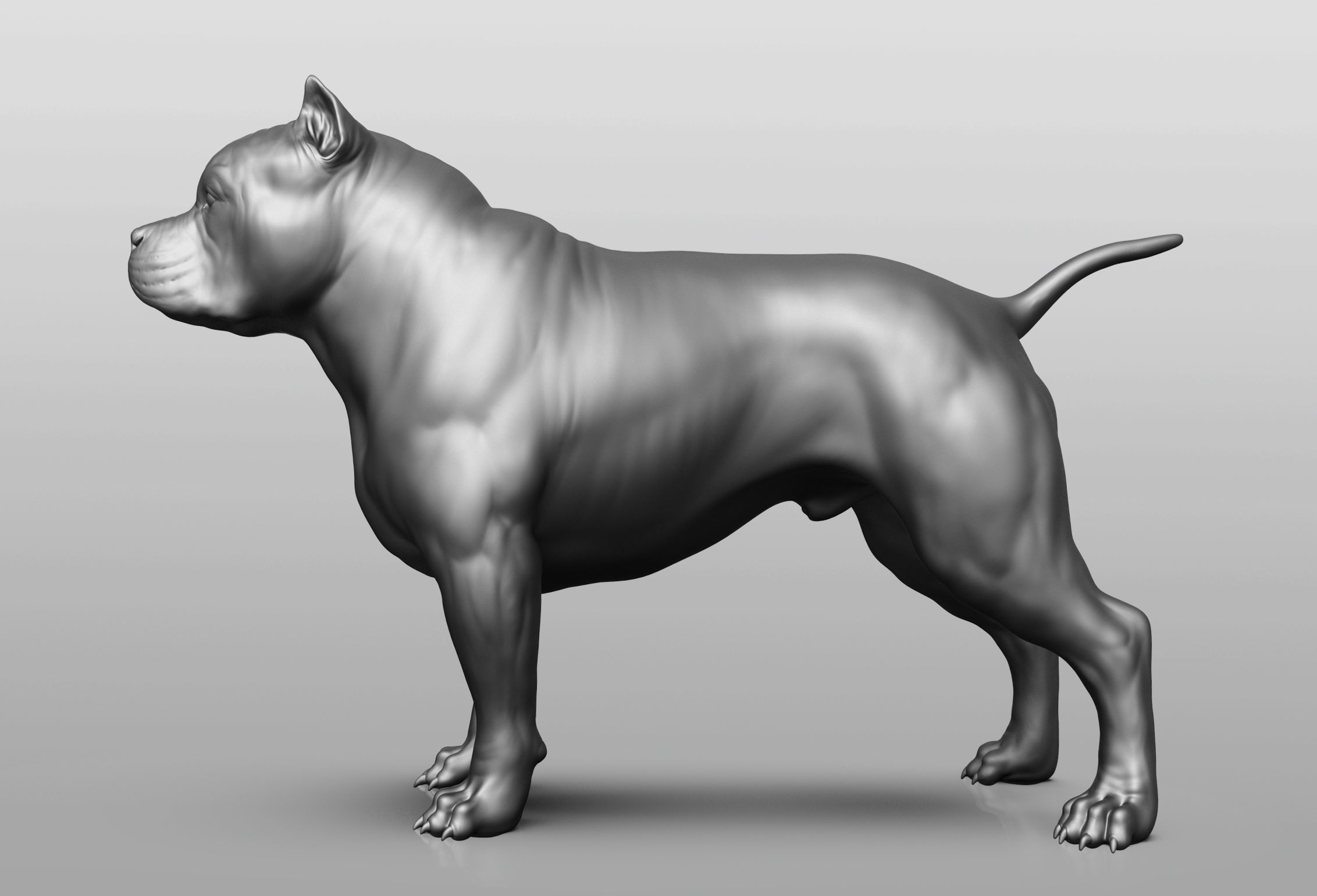 Dog breed collection  8 types of dogs 3D model_59