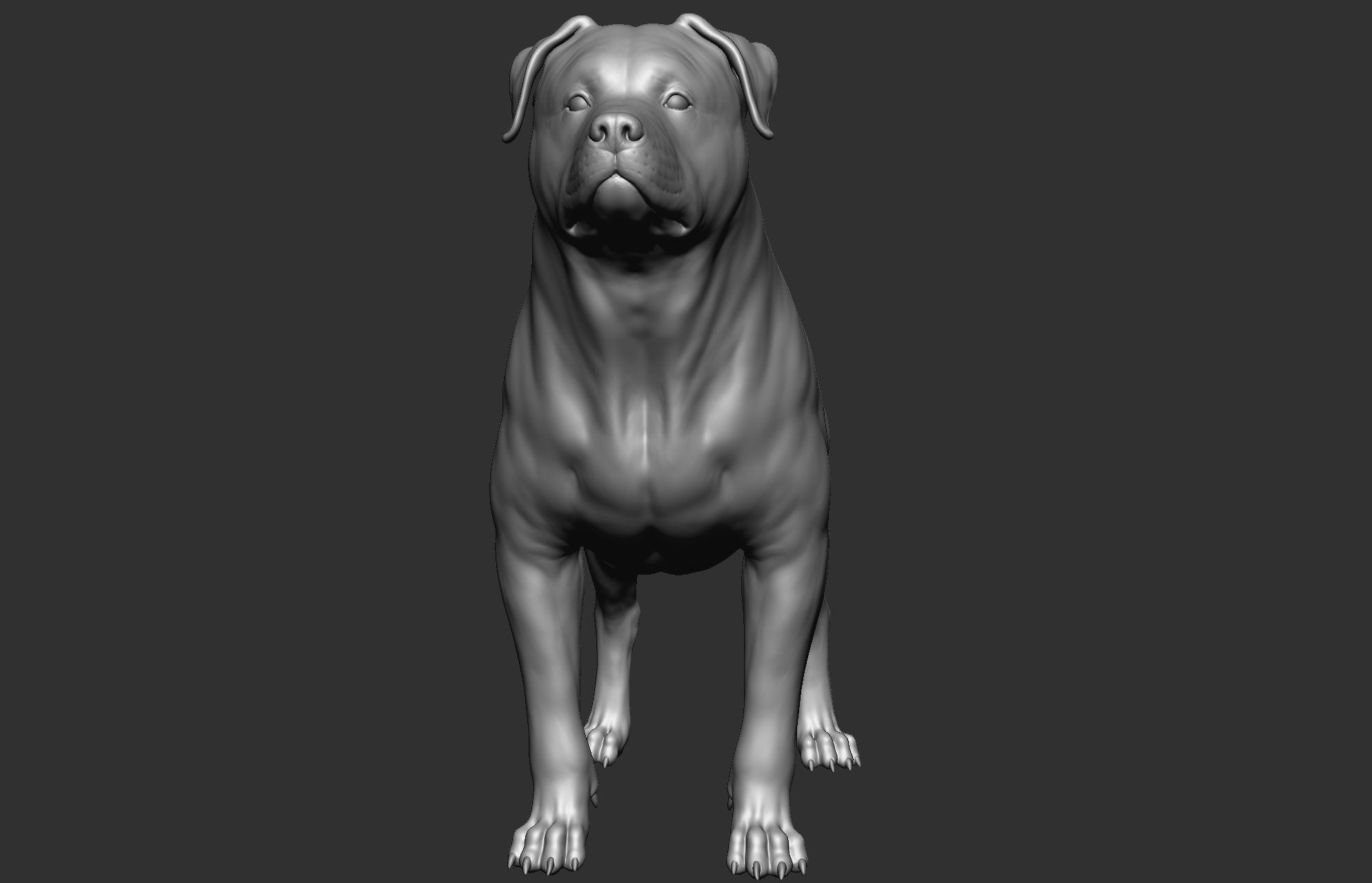 Dog breed collection  8 types of dogs 3D model_26
