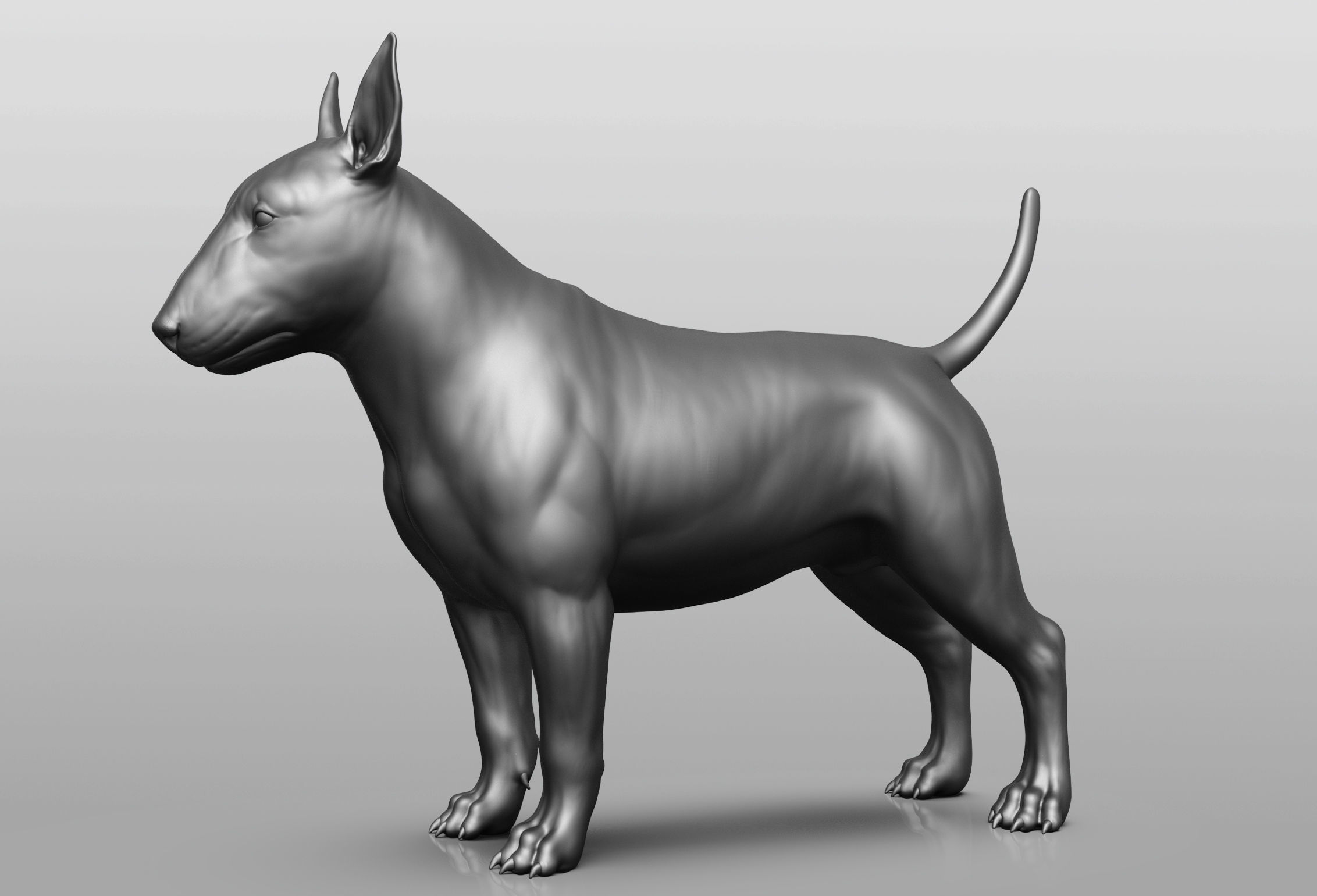 Dog breed collection  8 types of dogs 3D model_46