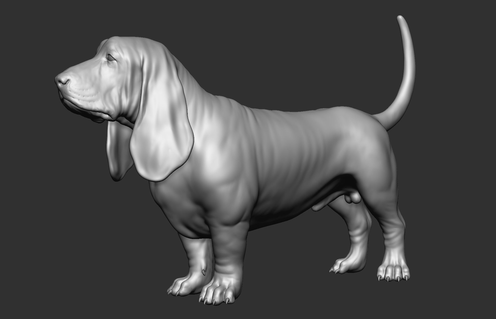 Dog breed collection  8 types of dogs 3D model_35
