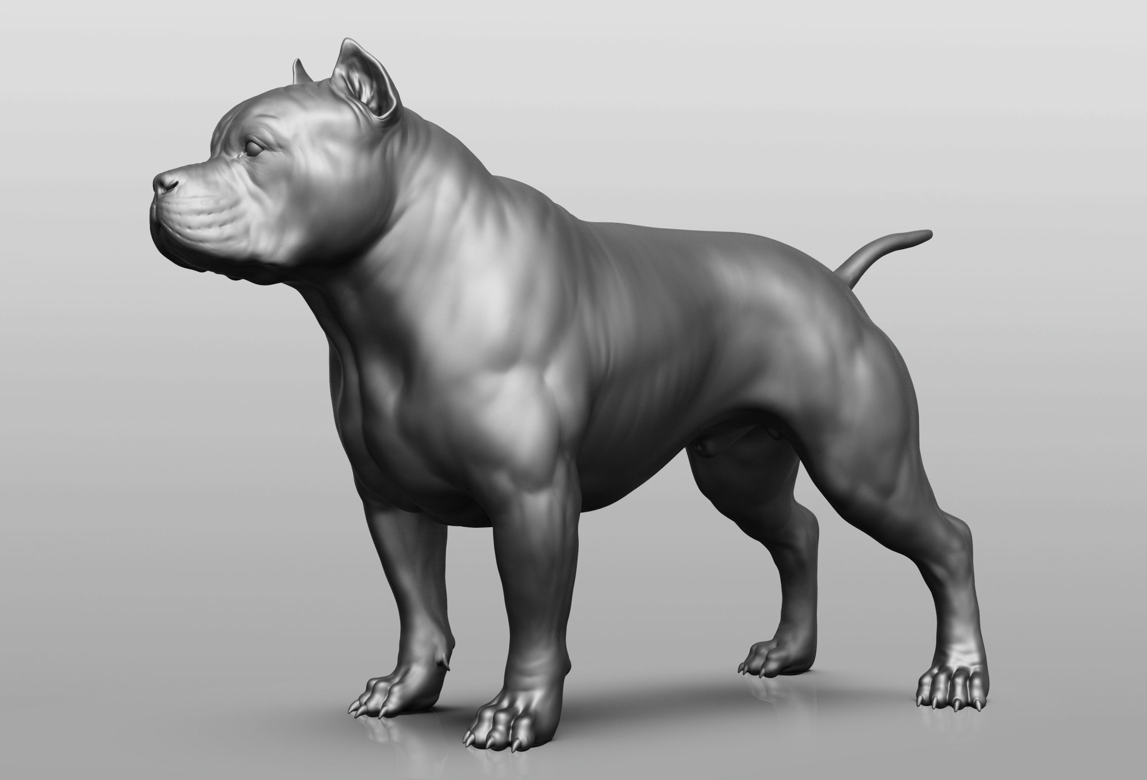 Dog breed collection  8 types of dogs 3D model_55