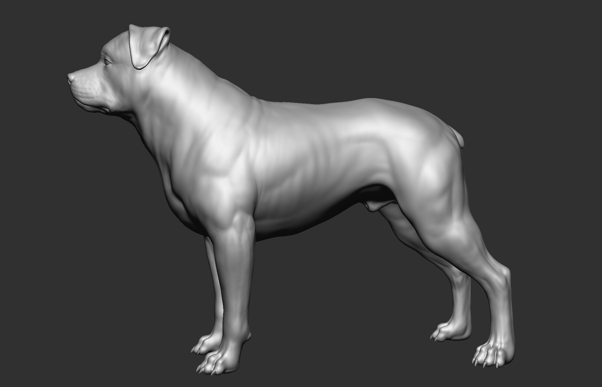 Dog breed collection  8 types of dogs 3D model_25