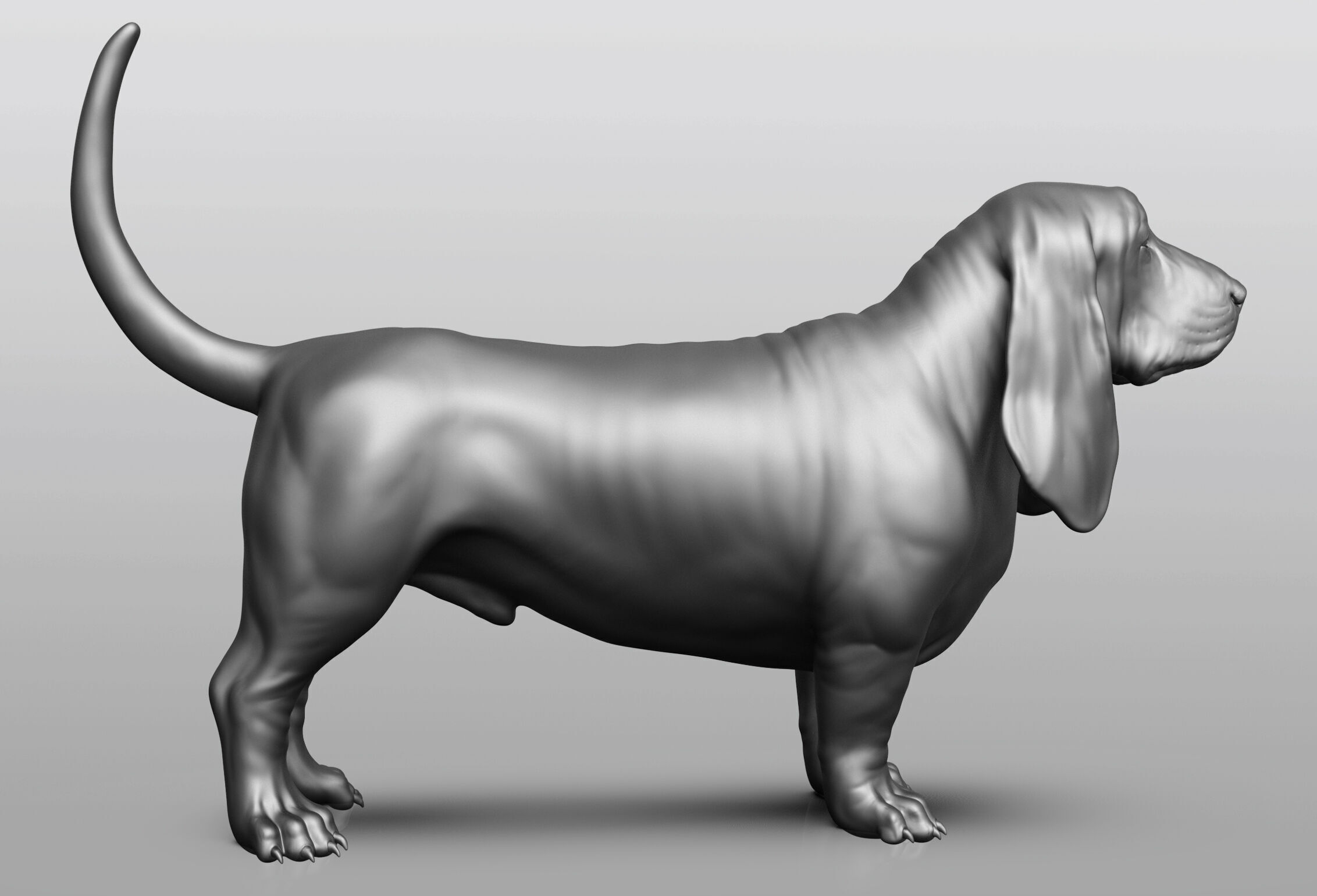 Dog breed collection  8 types of dogs 3D model_29