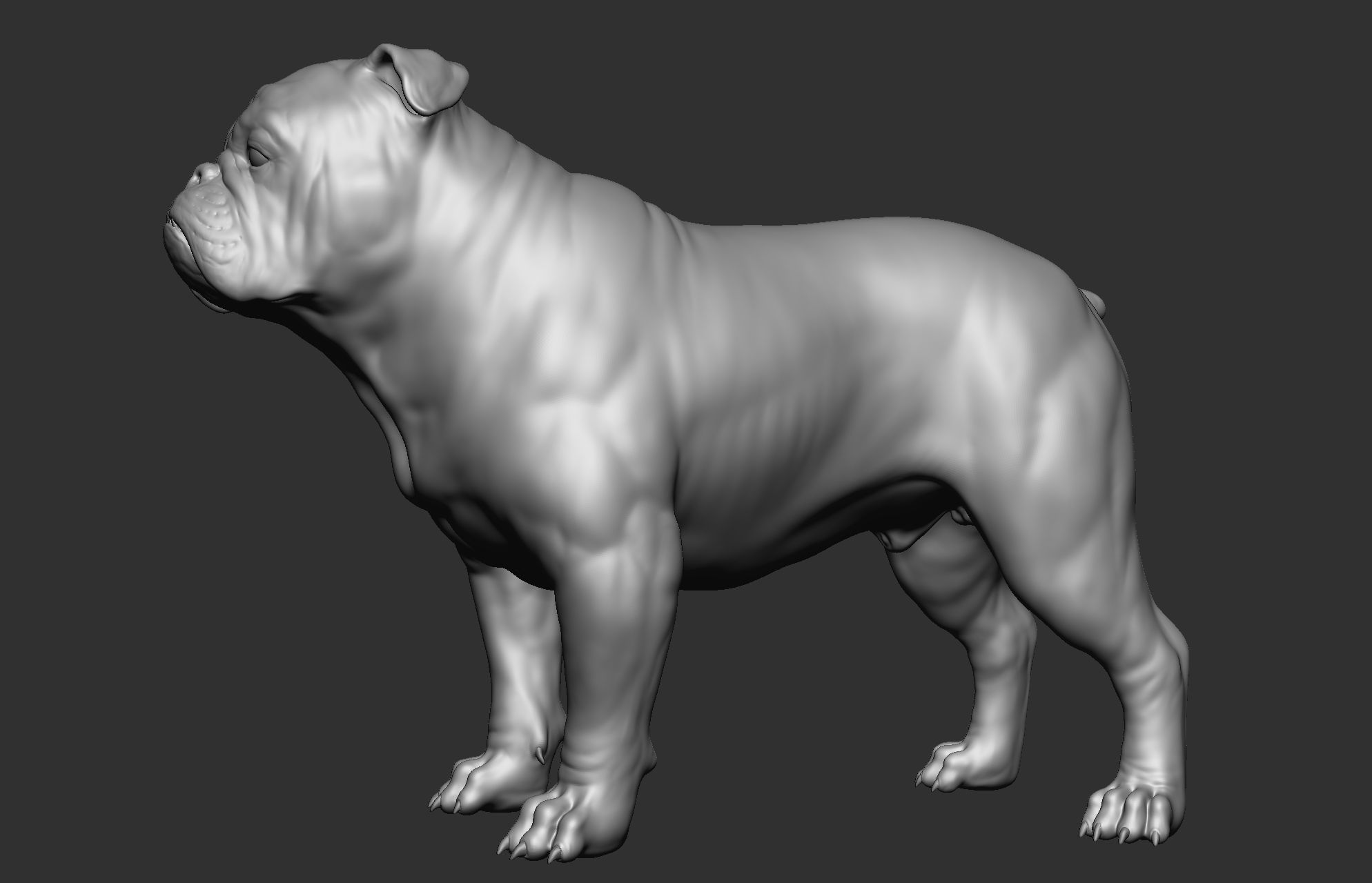 Dog breed collection  8 types of dogs 3D model_11