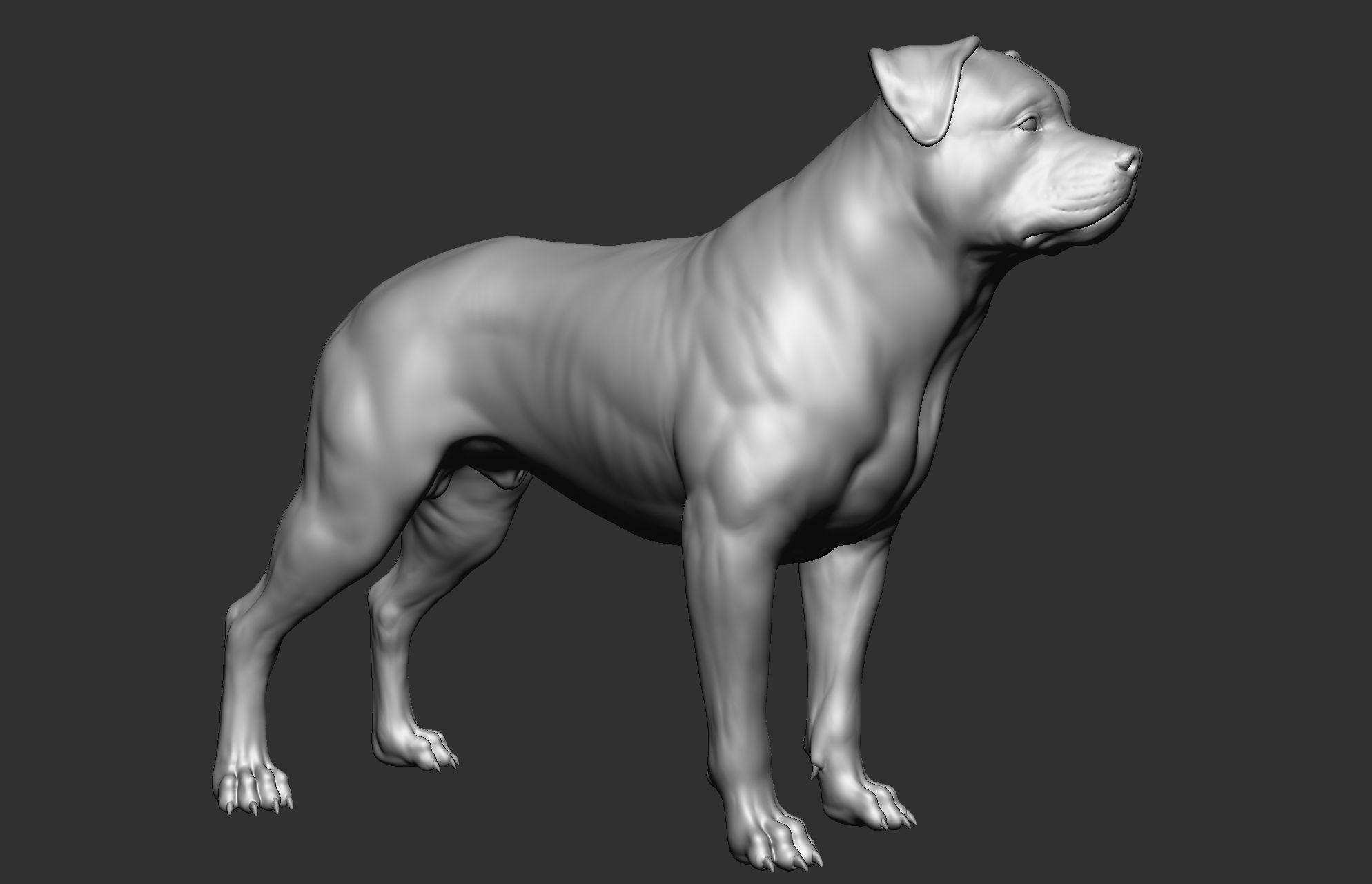 Dog breed collection  8 types of dogs 3D model_24
