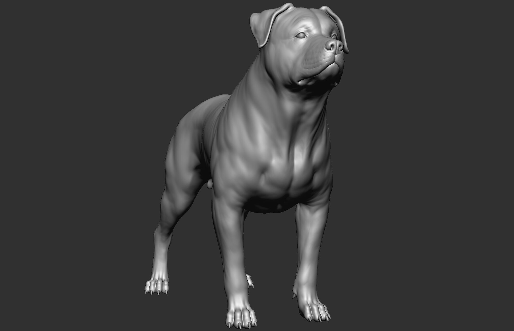 Dog breed collection  8 types of dogs 3D model_22