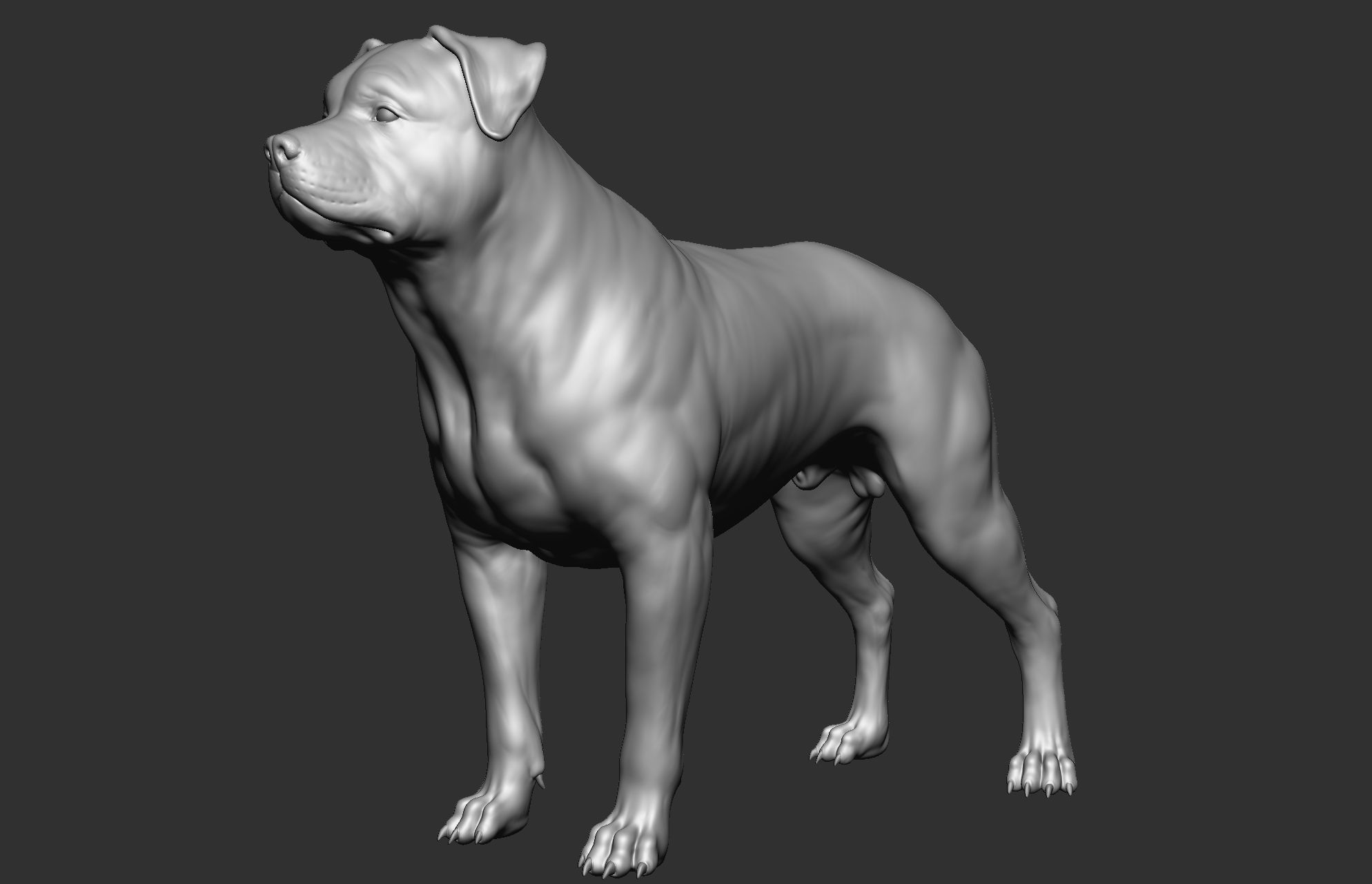 Dog breed collection  8 types of dogs 3D model_21