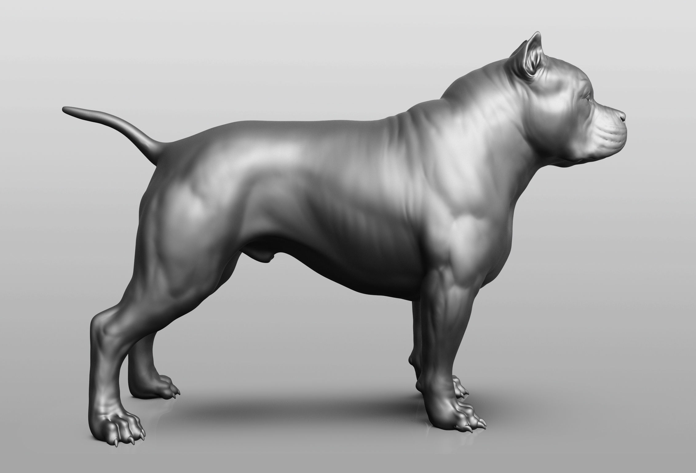 Dog breed collection  8 types of dogs 3D model_54