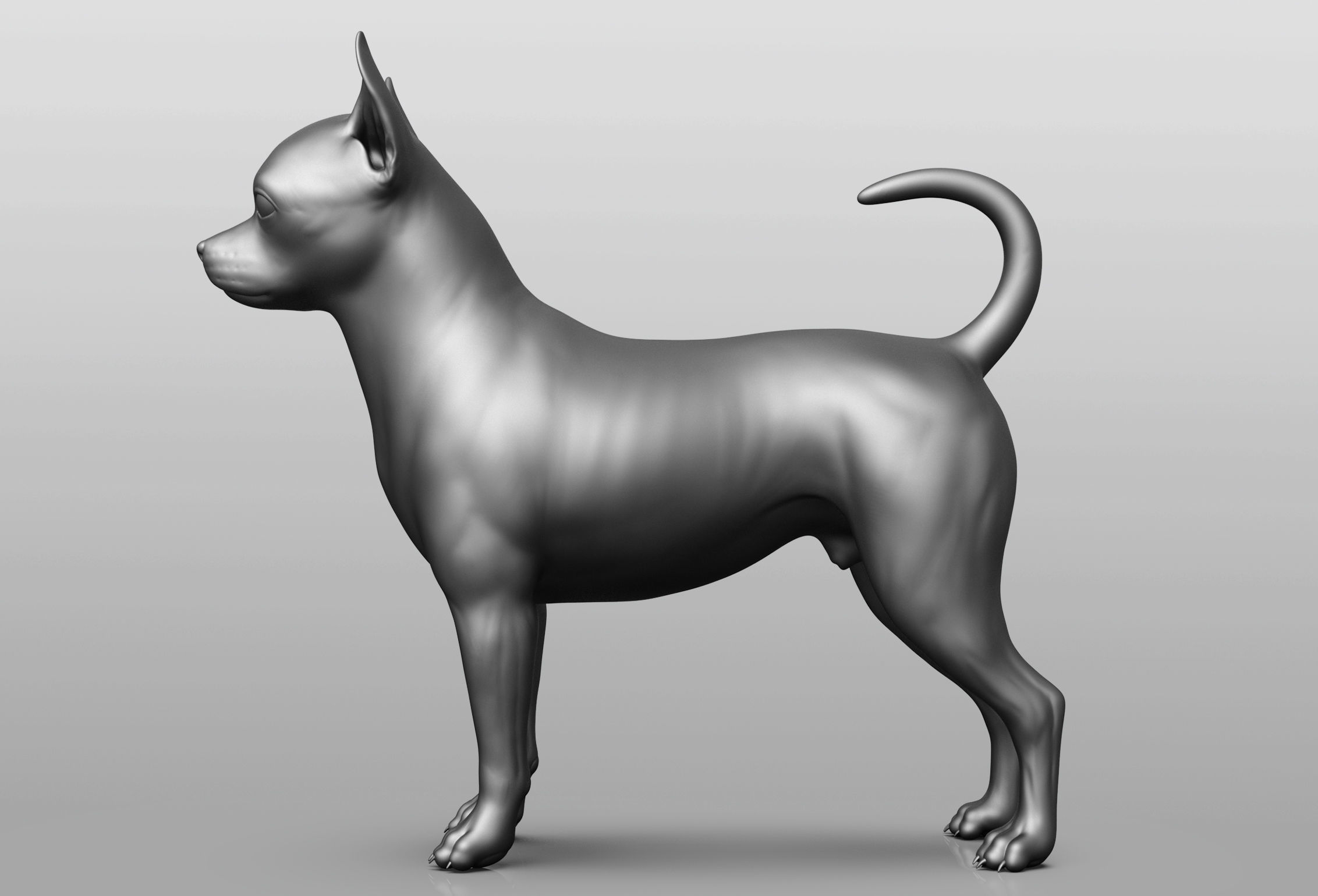Dog breed collection  8 types of dogs 3D model_66