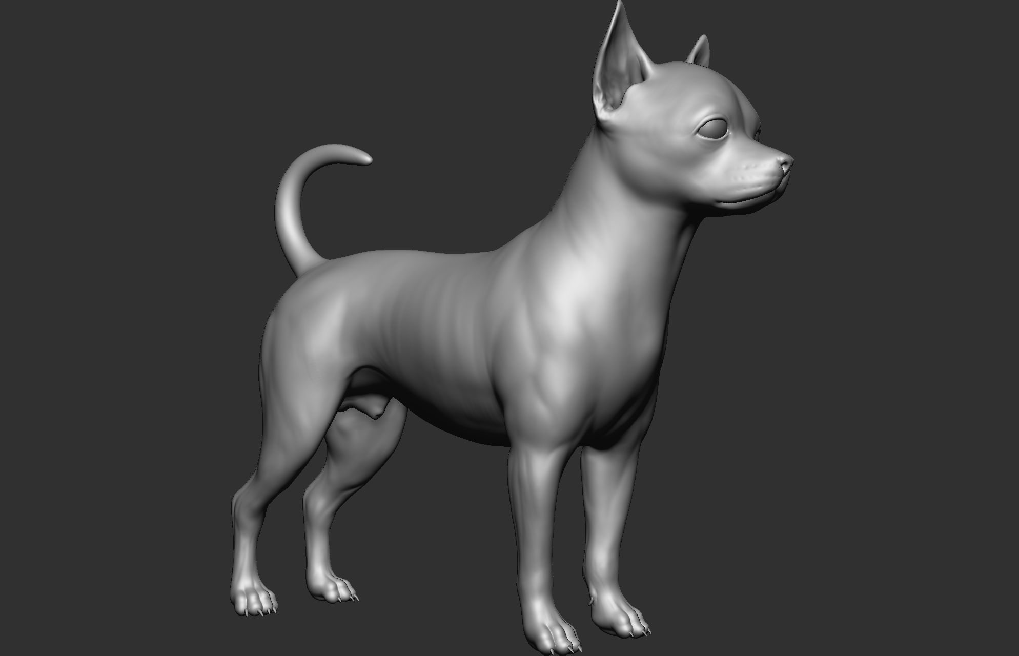 Dog breed collection  8 types of dogs 3D model_70