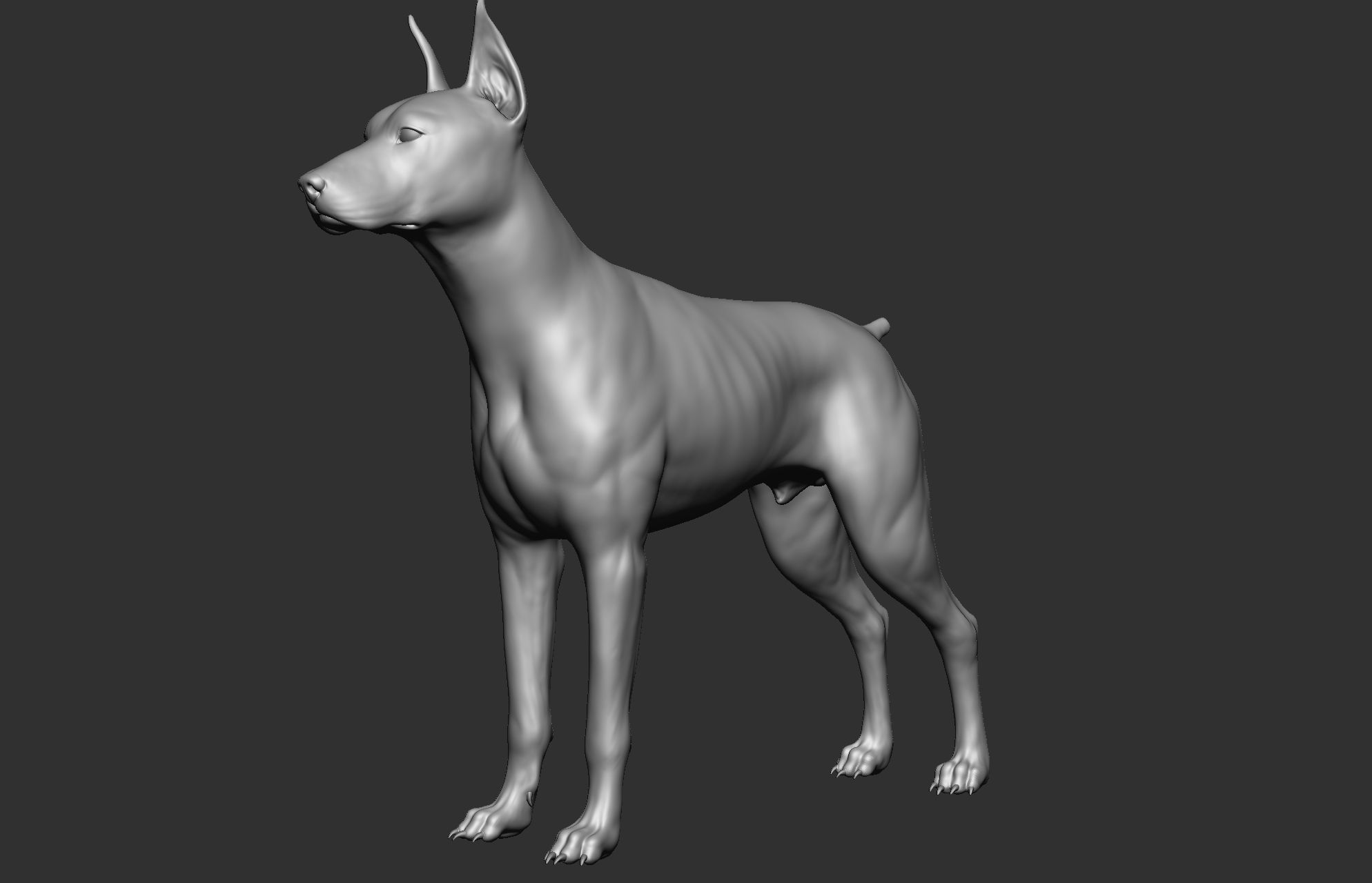 Dog breed collection  8 types of dogs 3D model_78