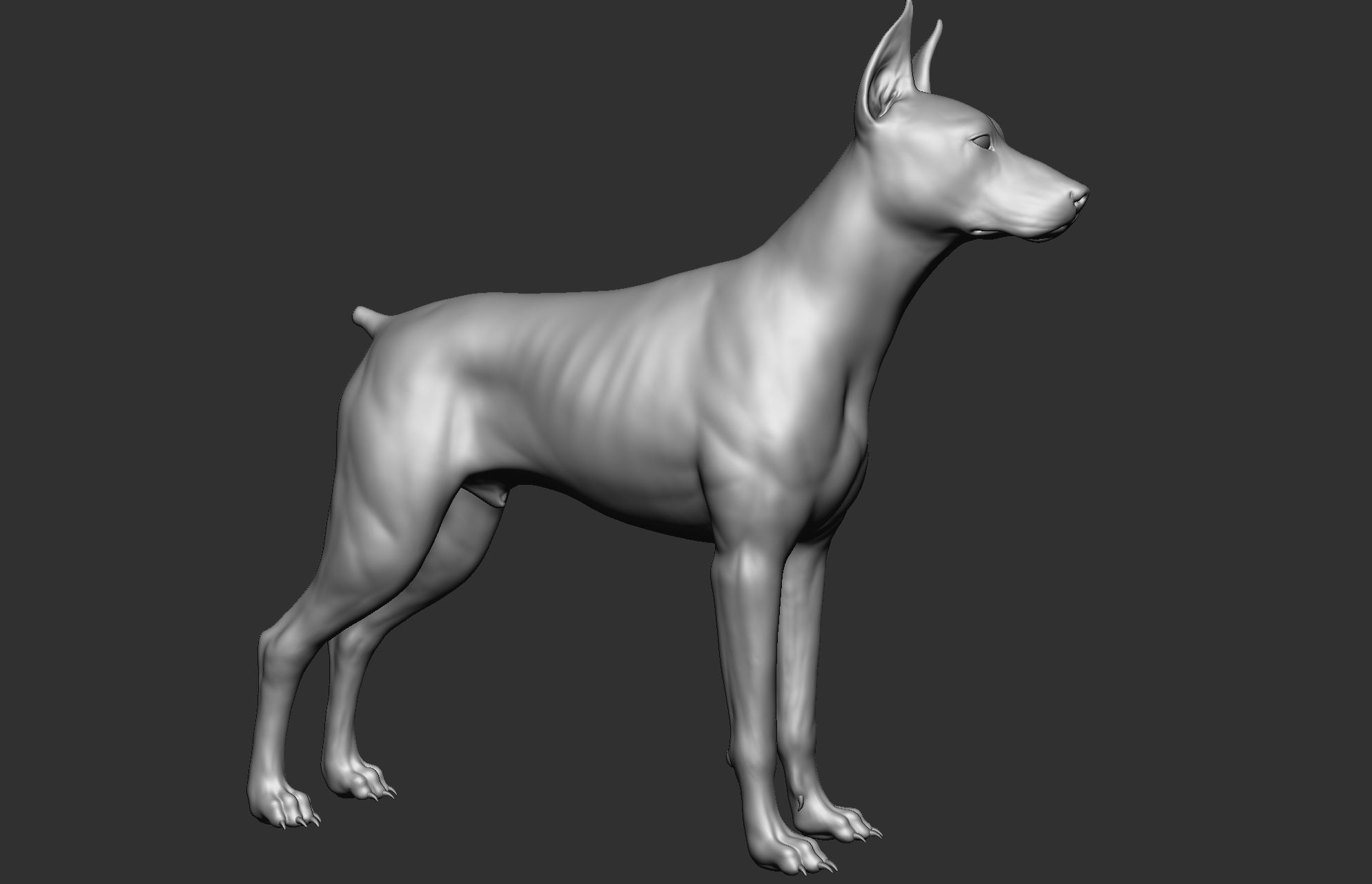 Dog breed collection  8 types of dogs 3D model_77