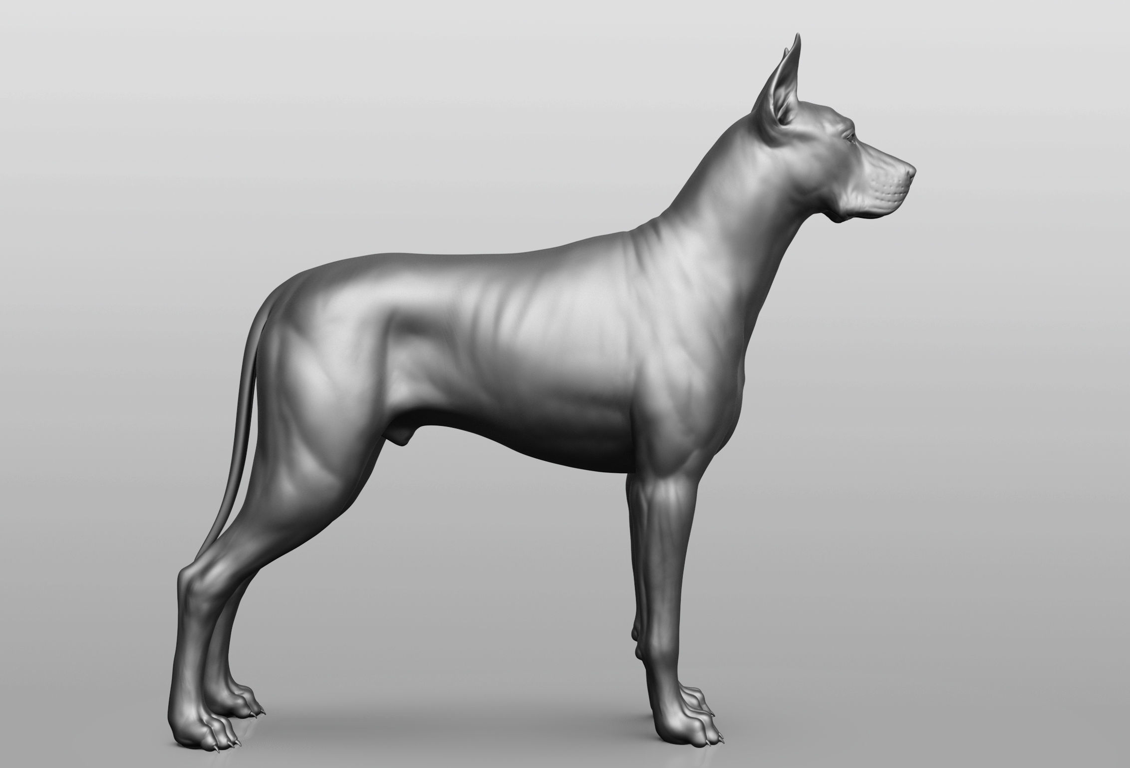 Dog breed collection  8 types of dogs 3D model_40