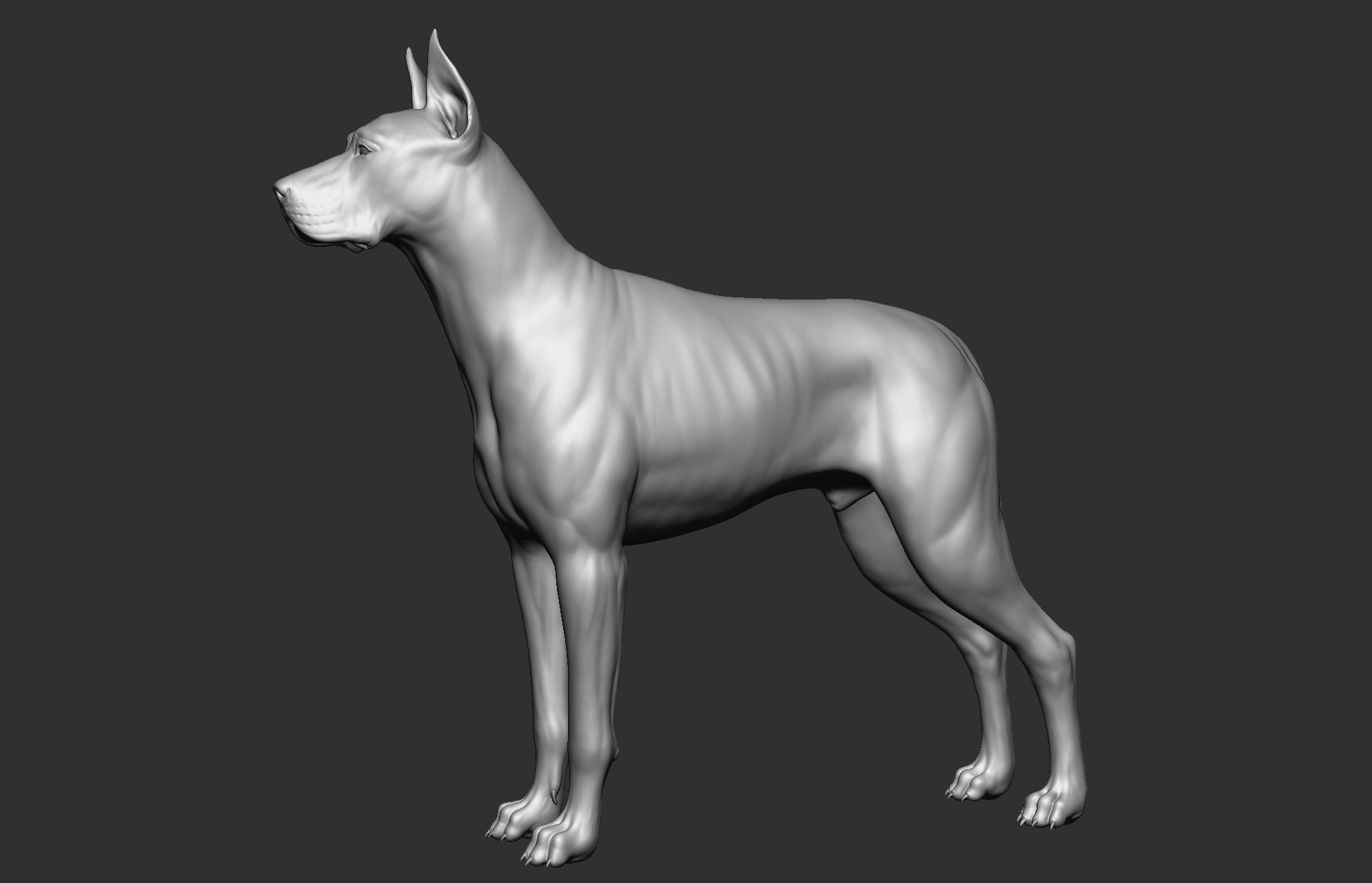 Dog breed collection  8 types of dogs 3D model_44