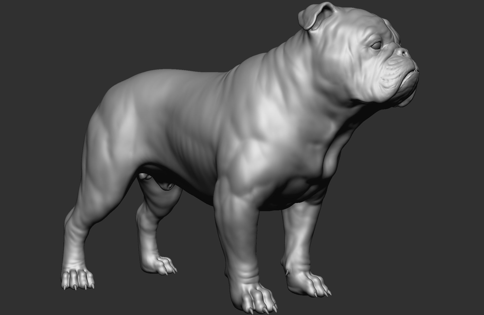 Dog breed collection  8 types of dogs 3D model_8