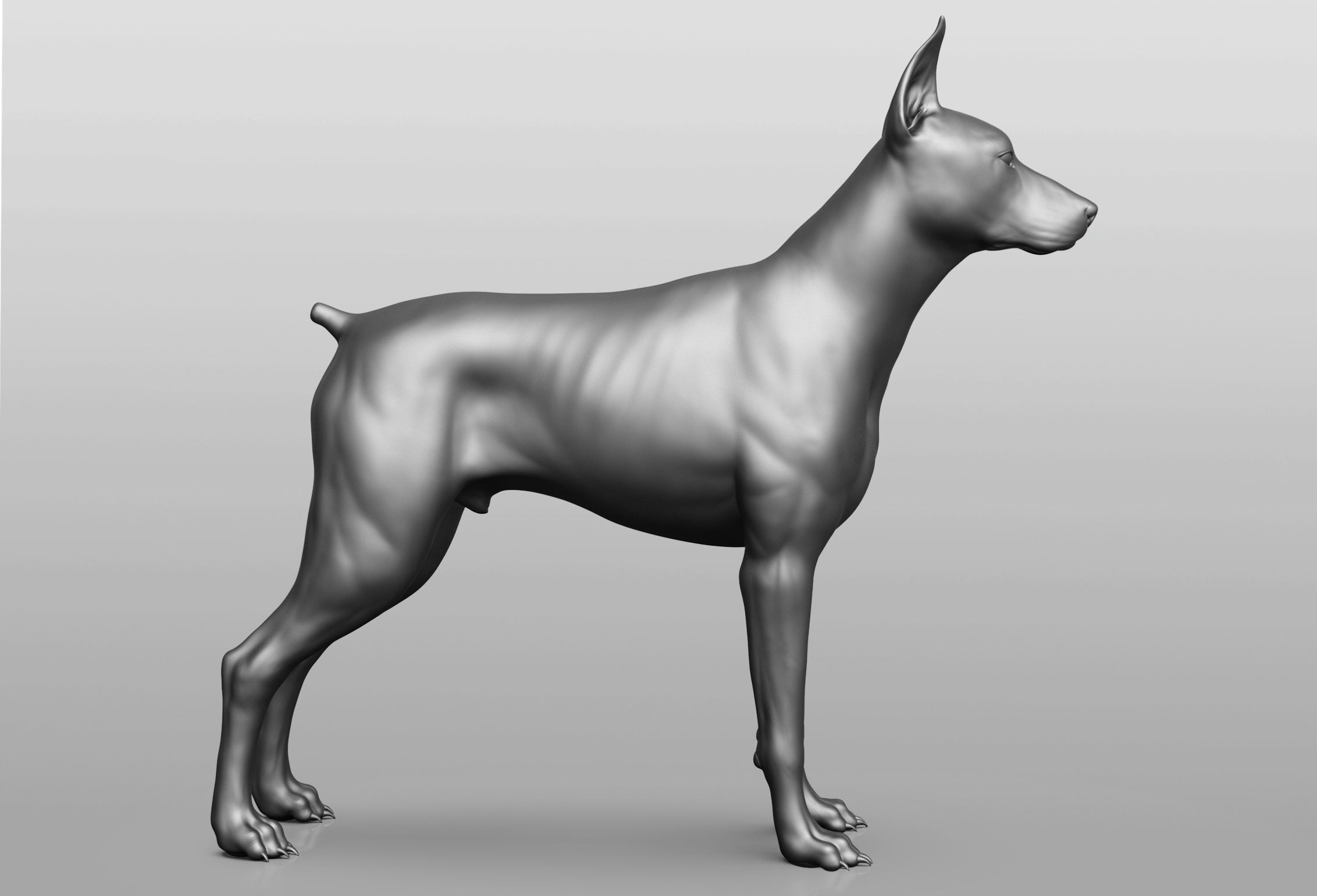 Dog breed collection  8 types of dogs 3D model_73