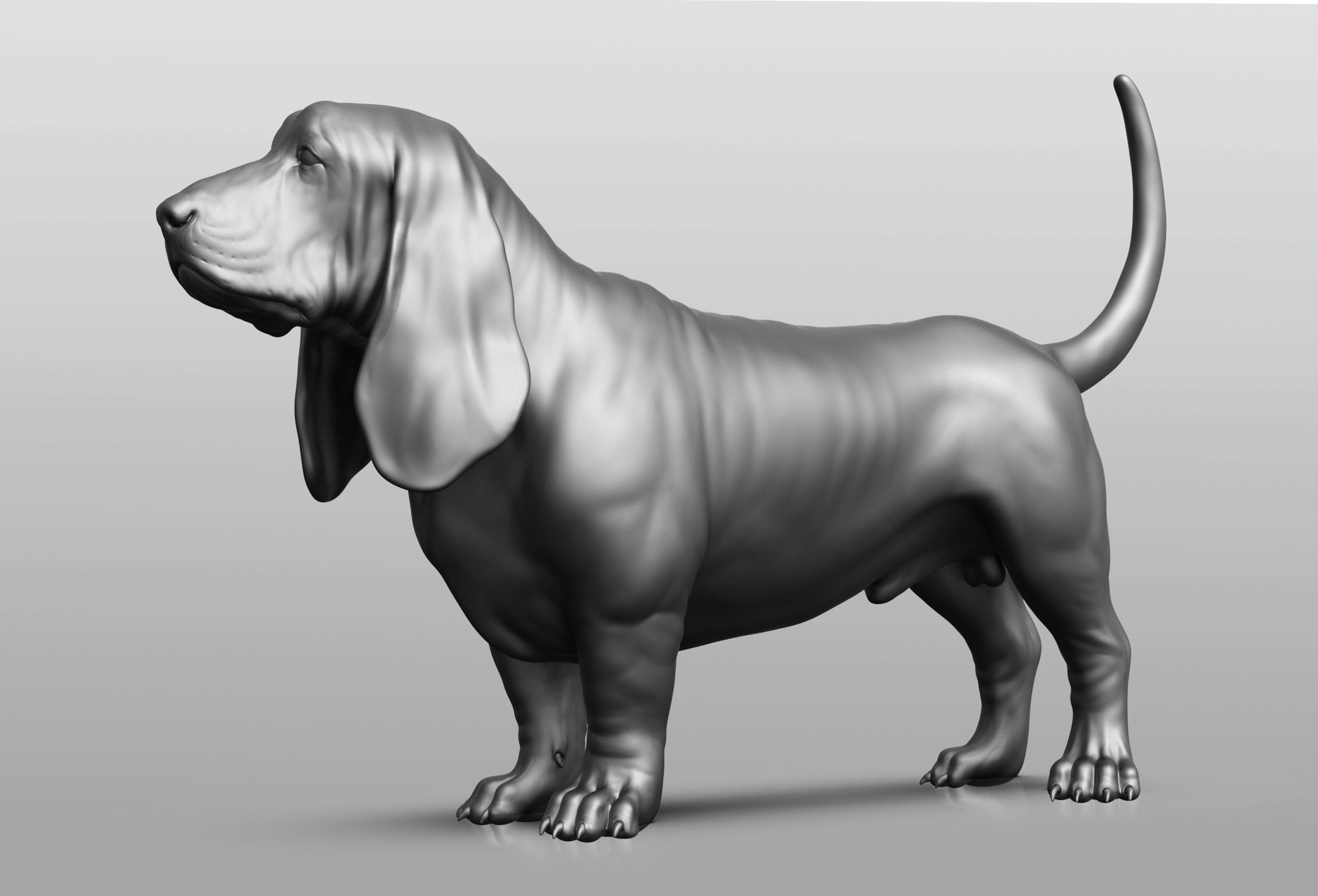 Dog breed collection  8 types of dogs 3D model_31