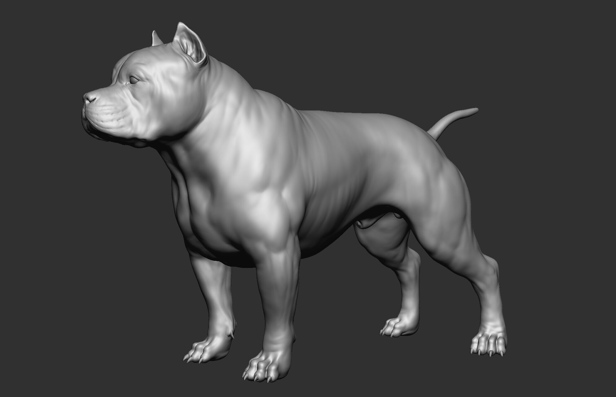 Dog breed collection  8 types of dogs 3D model_62