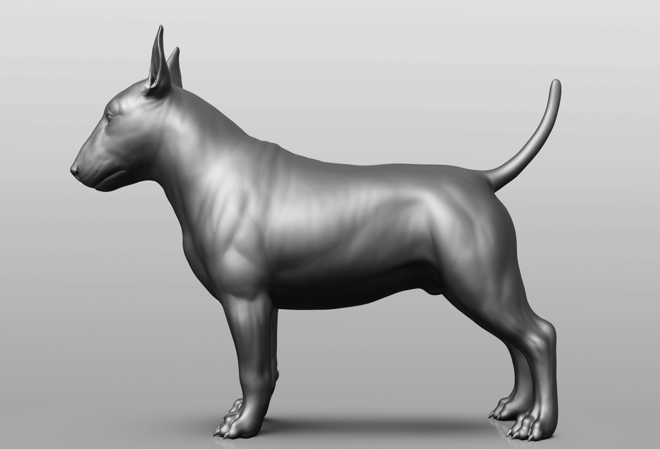 Dog breed collection  8 types of dogs 3D model_47