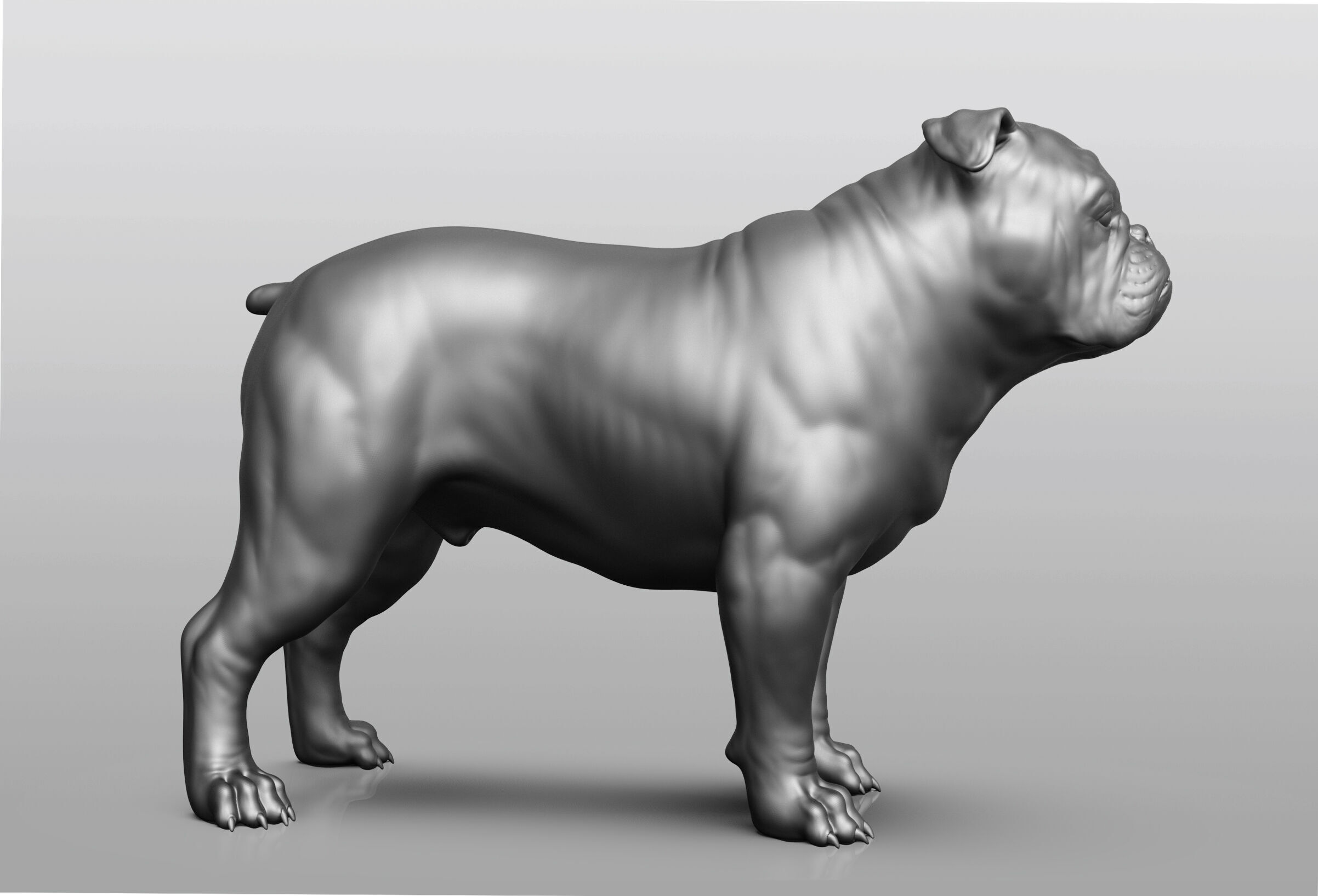 Dog breed collection  8 types of dogs 3D model_7
