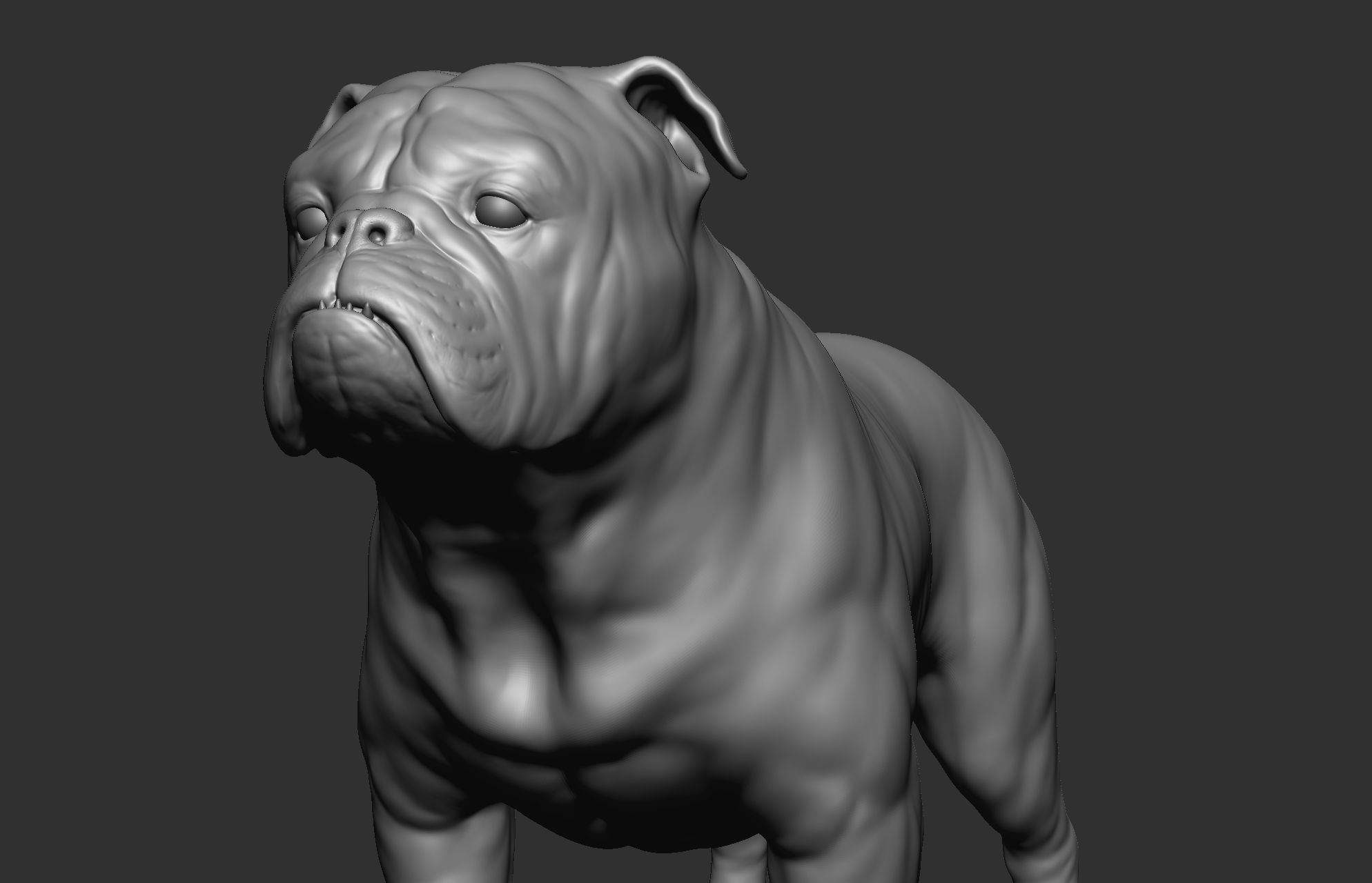 Dog breed collection  8 types of dogs 3D model_14