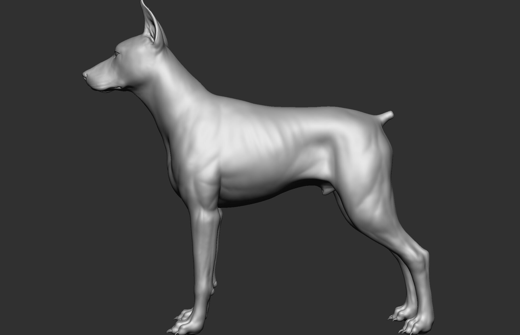 Dog breed collection  8 types of dogs 3D model_76