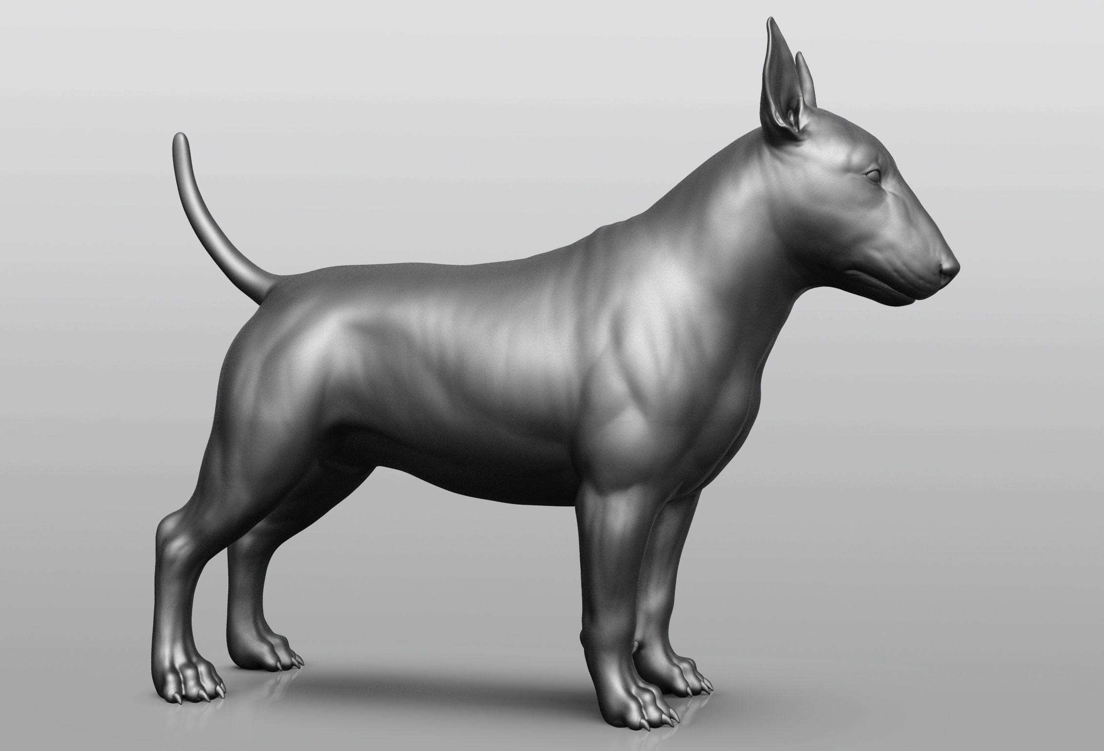 Dog breed collection  8 types of dogs 3D model_48