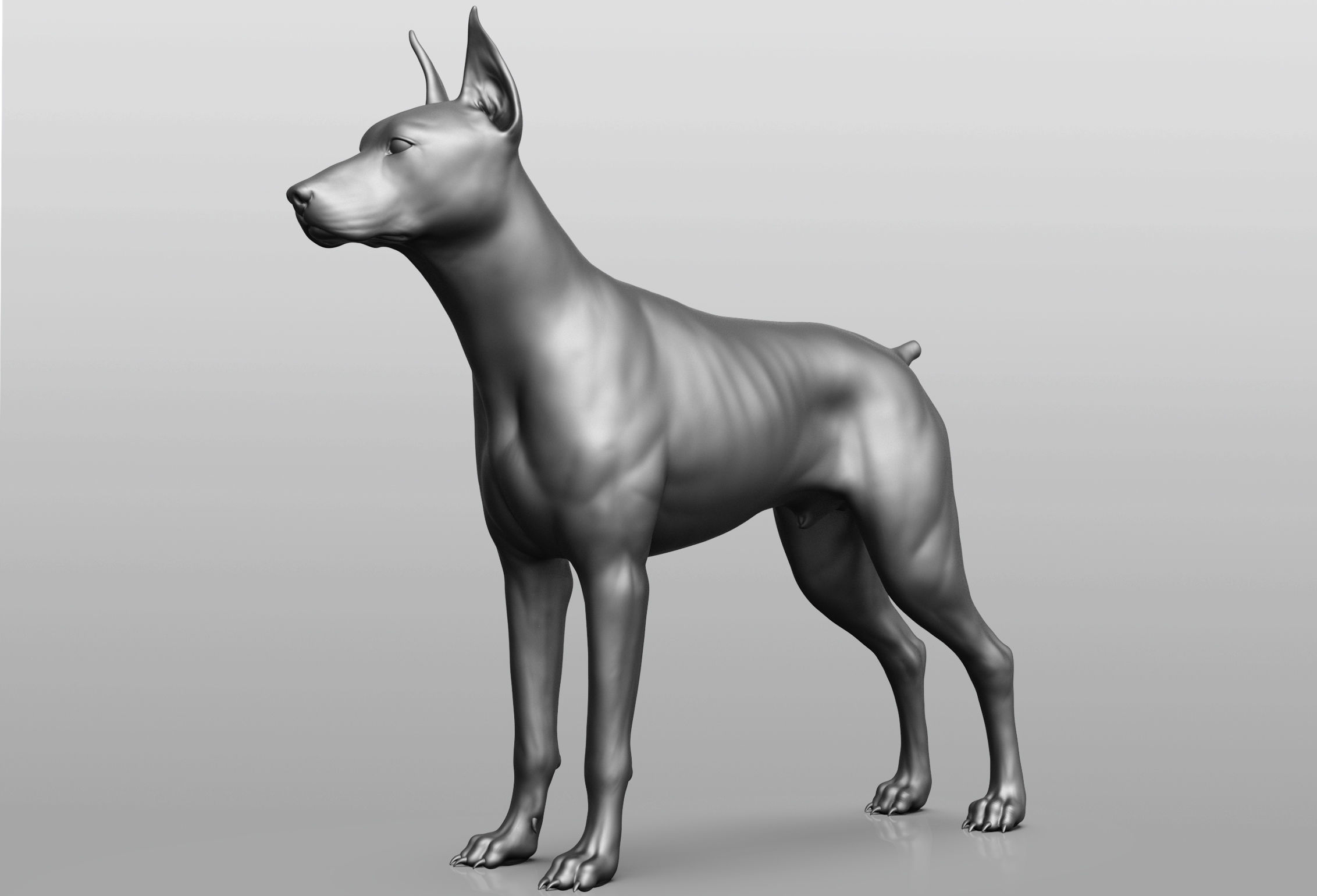 Dog breed collection  8 types of dogs 3D model_74