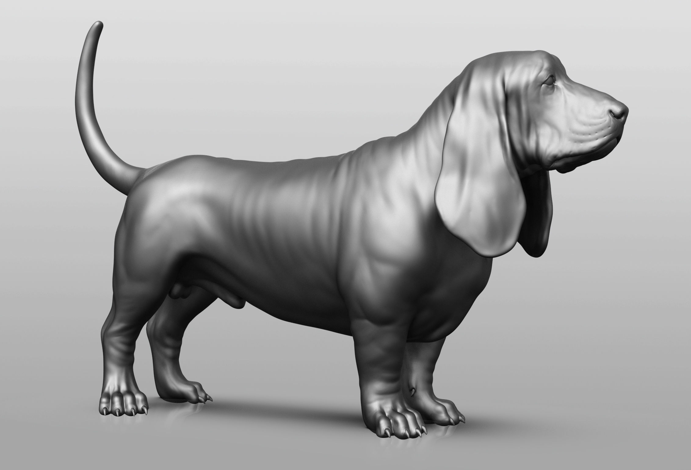 Dog breed collection  8 types of dogs 3D model_32