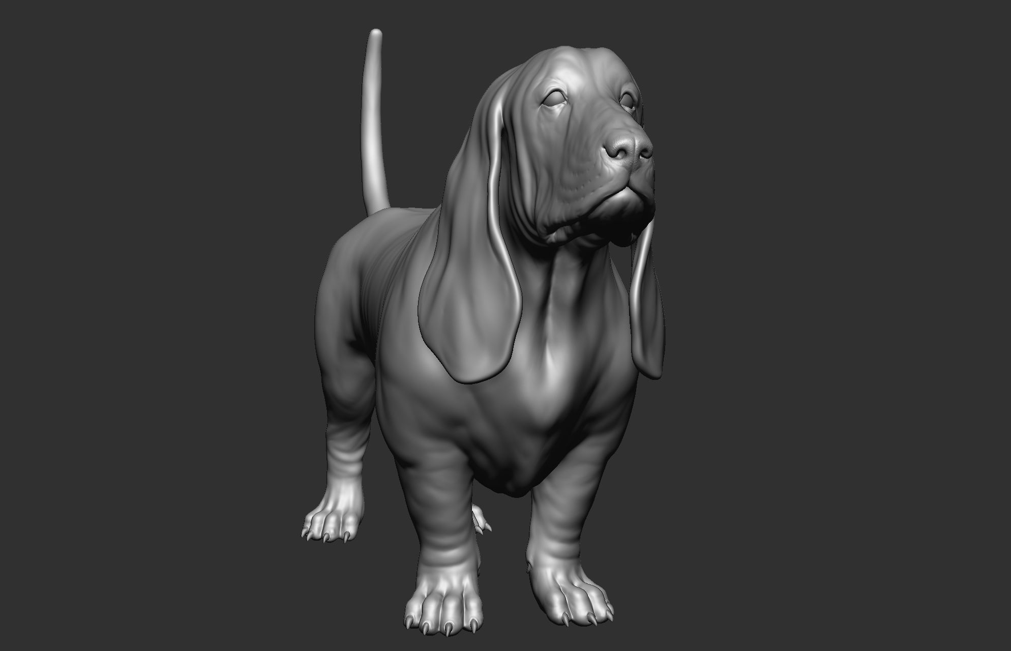 Dog breed collection  8 types of dogs 3D model_37