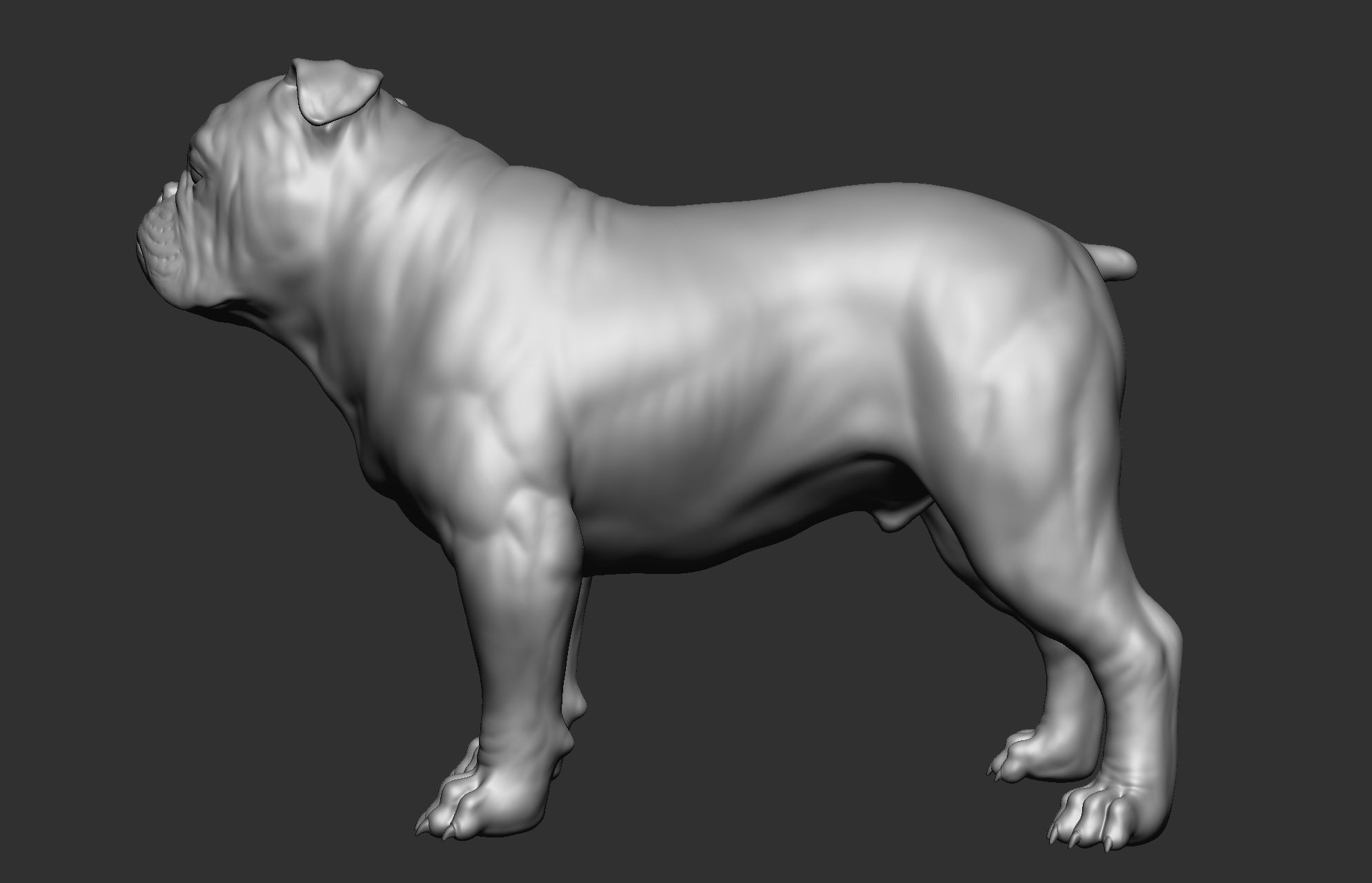 Dog breed collection  8 types of dogs 3D model_12