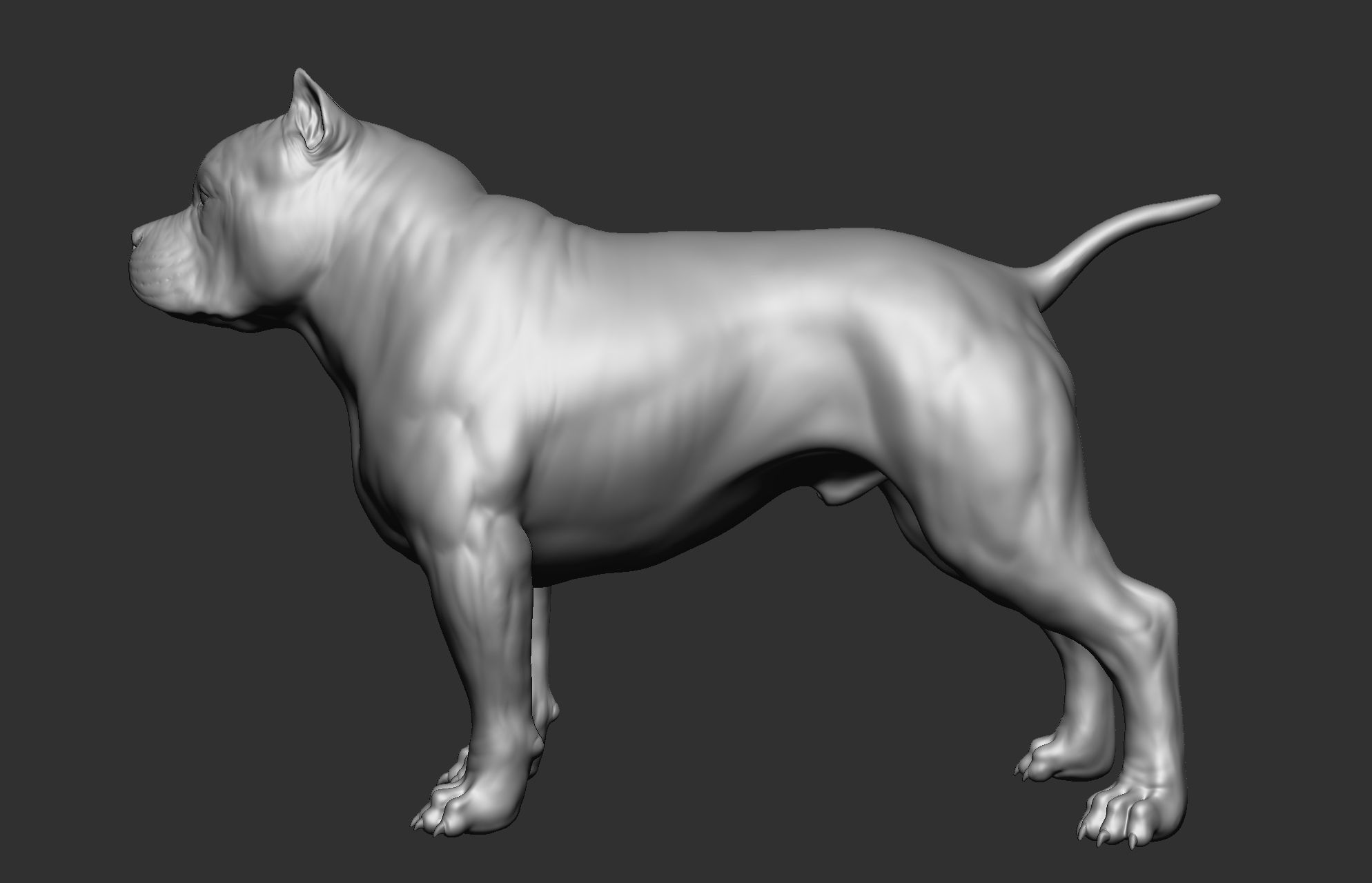 Dog breed collection  8 types of dogs 3D model_64