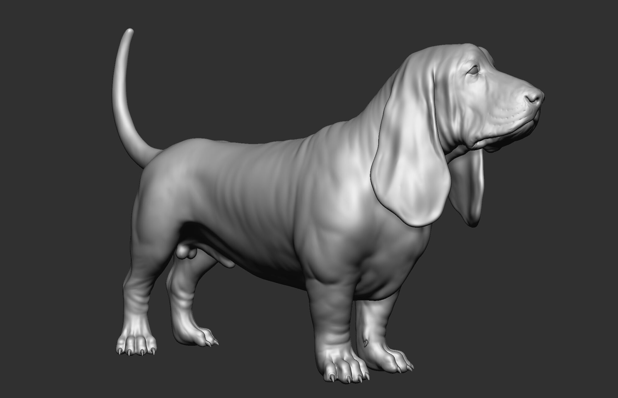 Dog breed collection  8 types of dogs 3D model_36