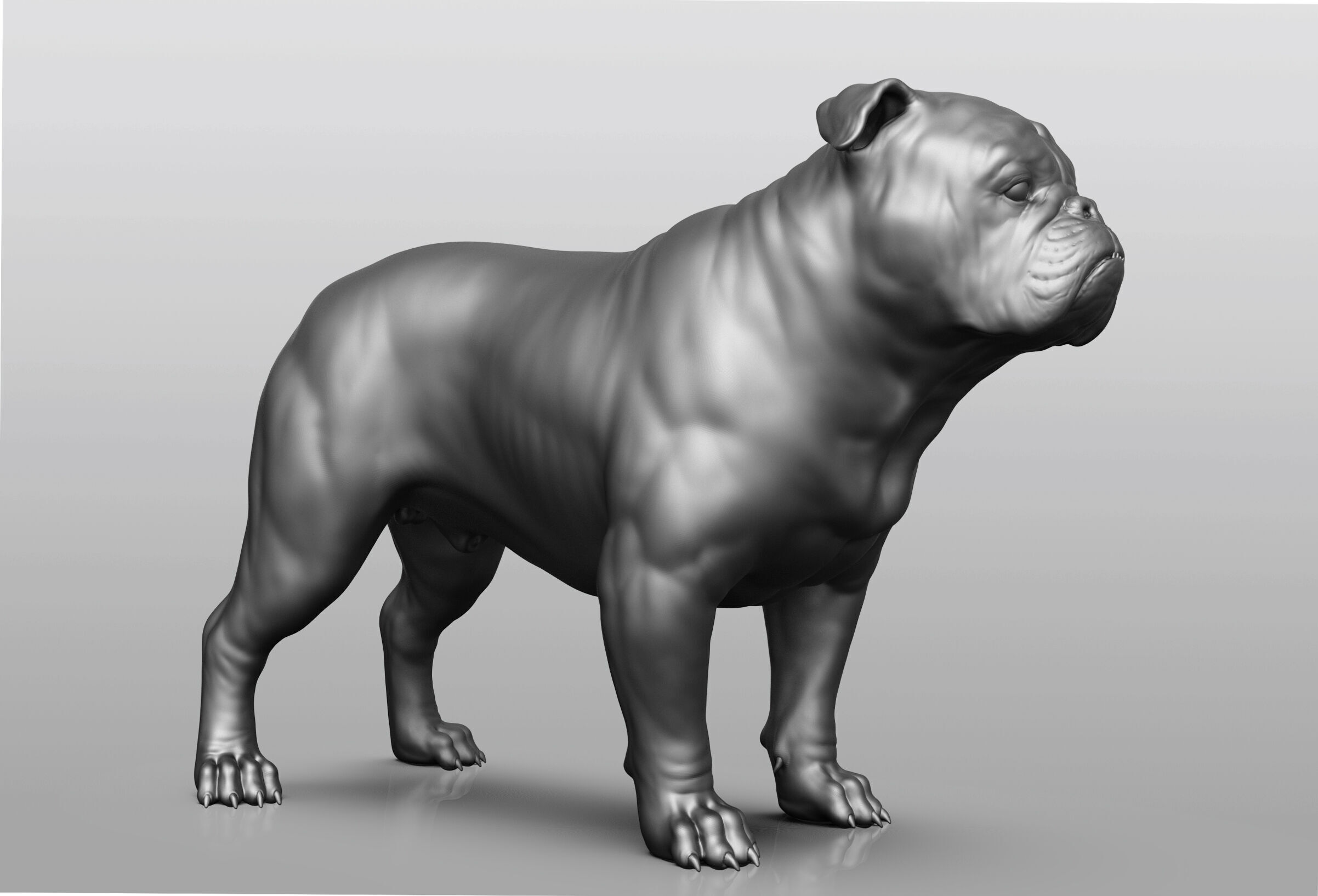 Dog breed collection  8 types of dogs 3D model_4