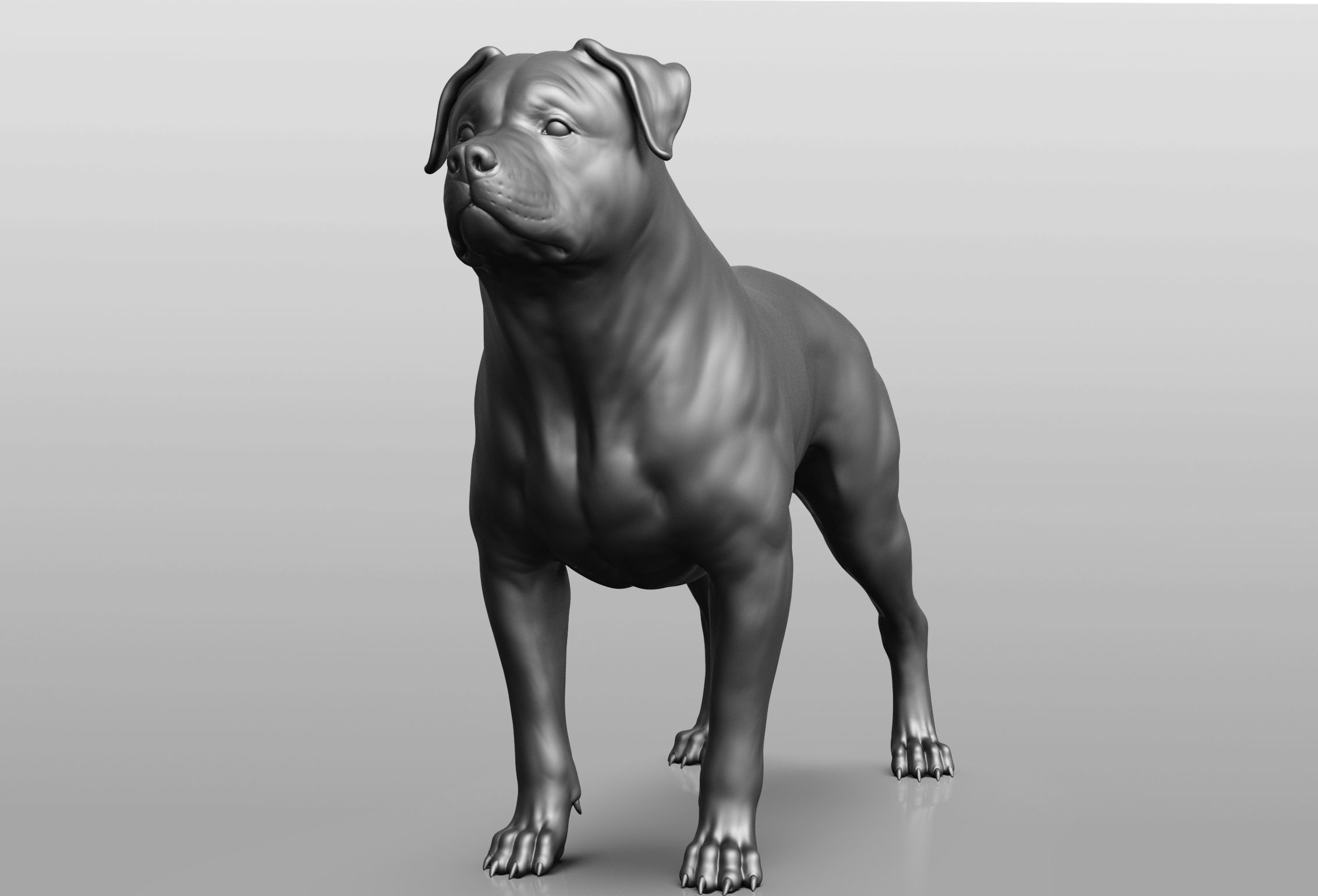 Dog breed collection  8 types of dogs 3D model_17