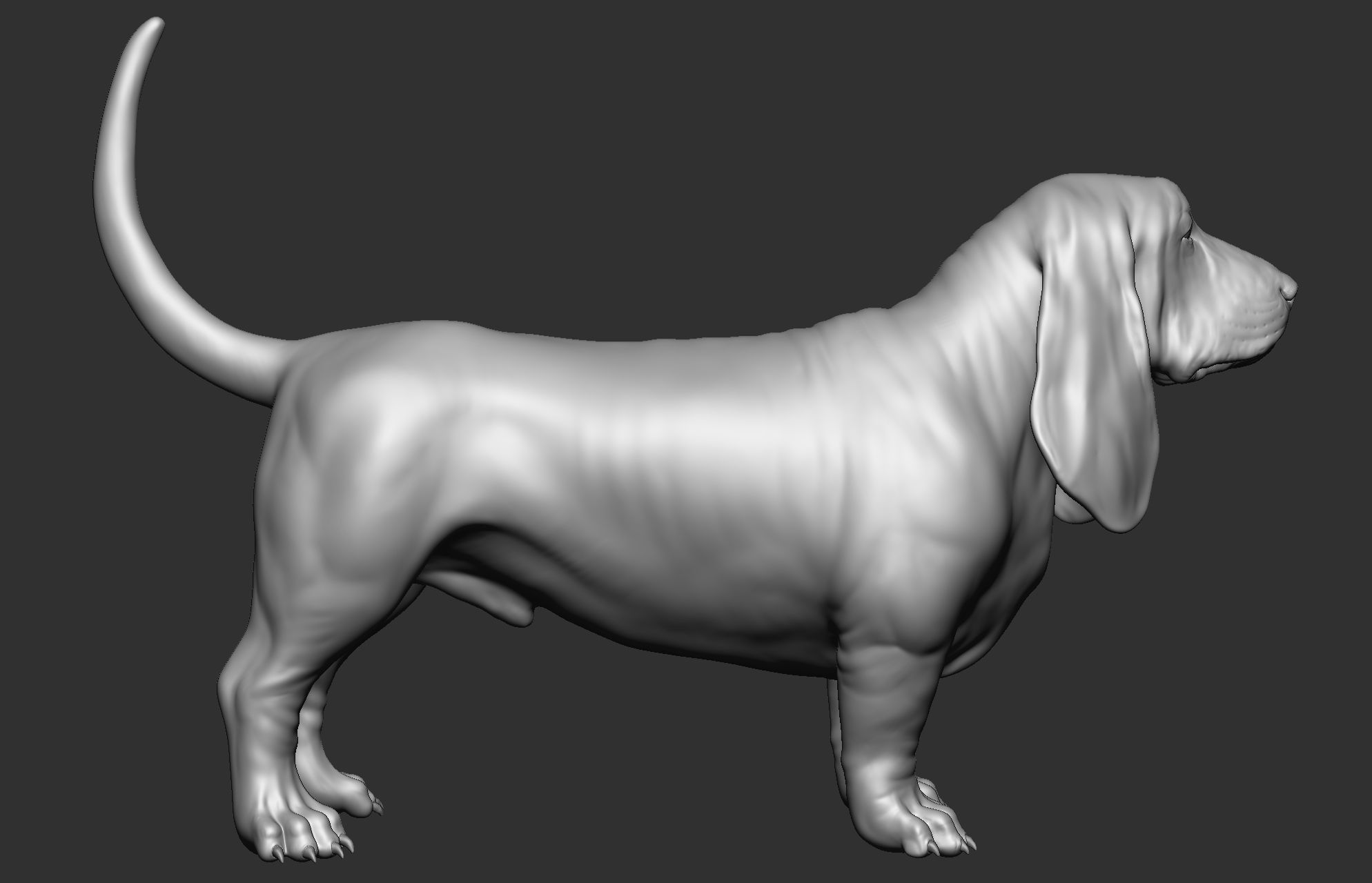 Dog breed collection  8 types of dogs 3D model_33