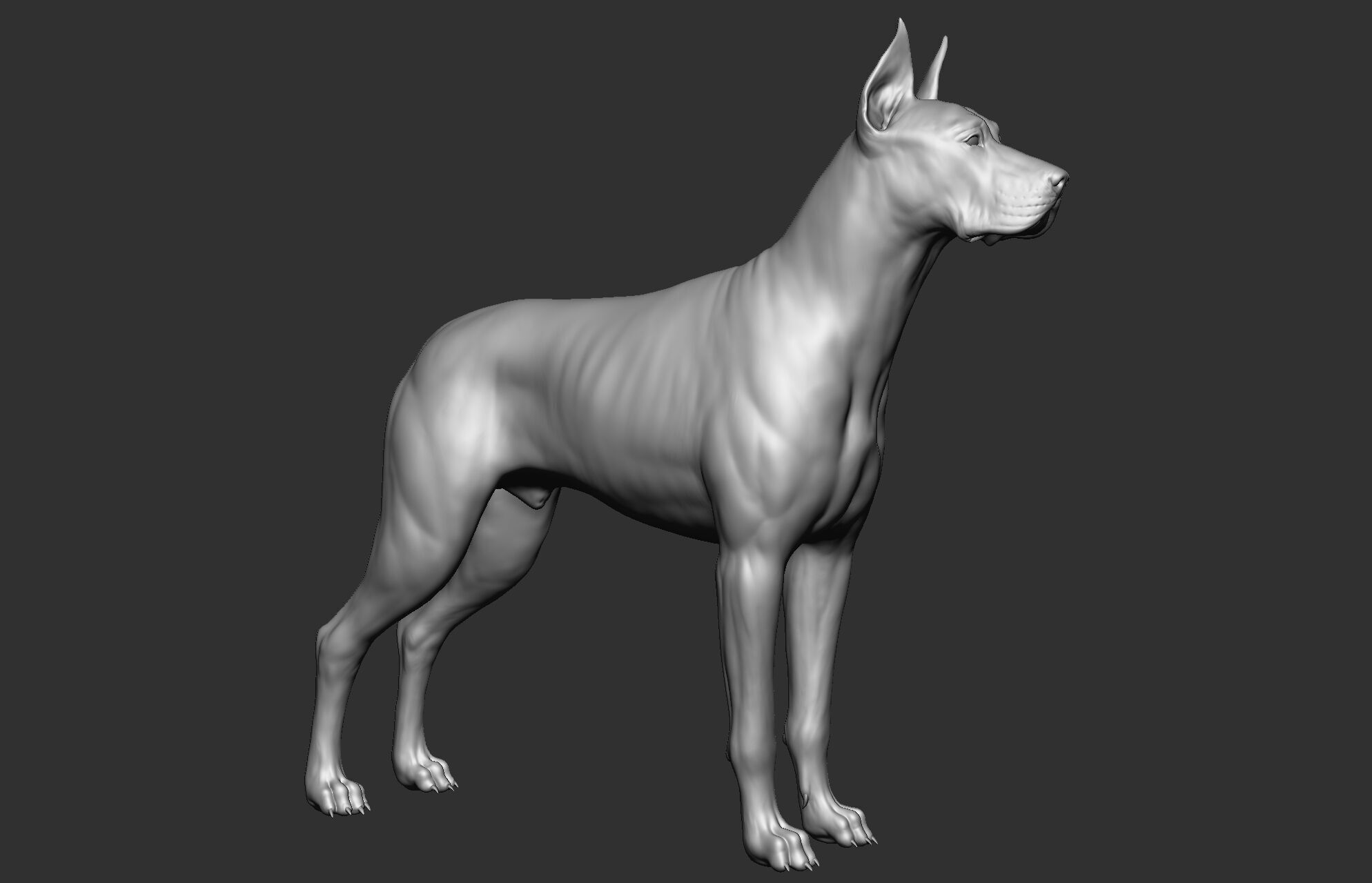 Dog breed collection  8 types of dogs 3D model_43