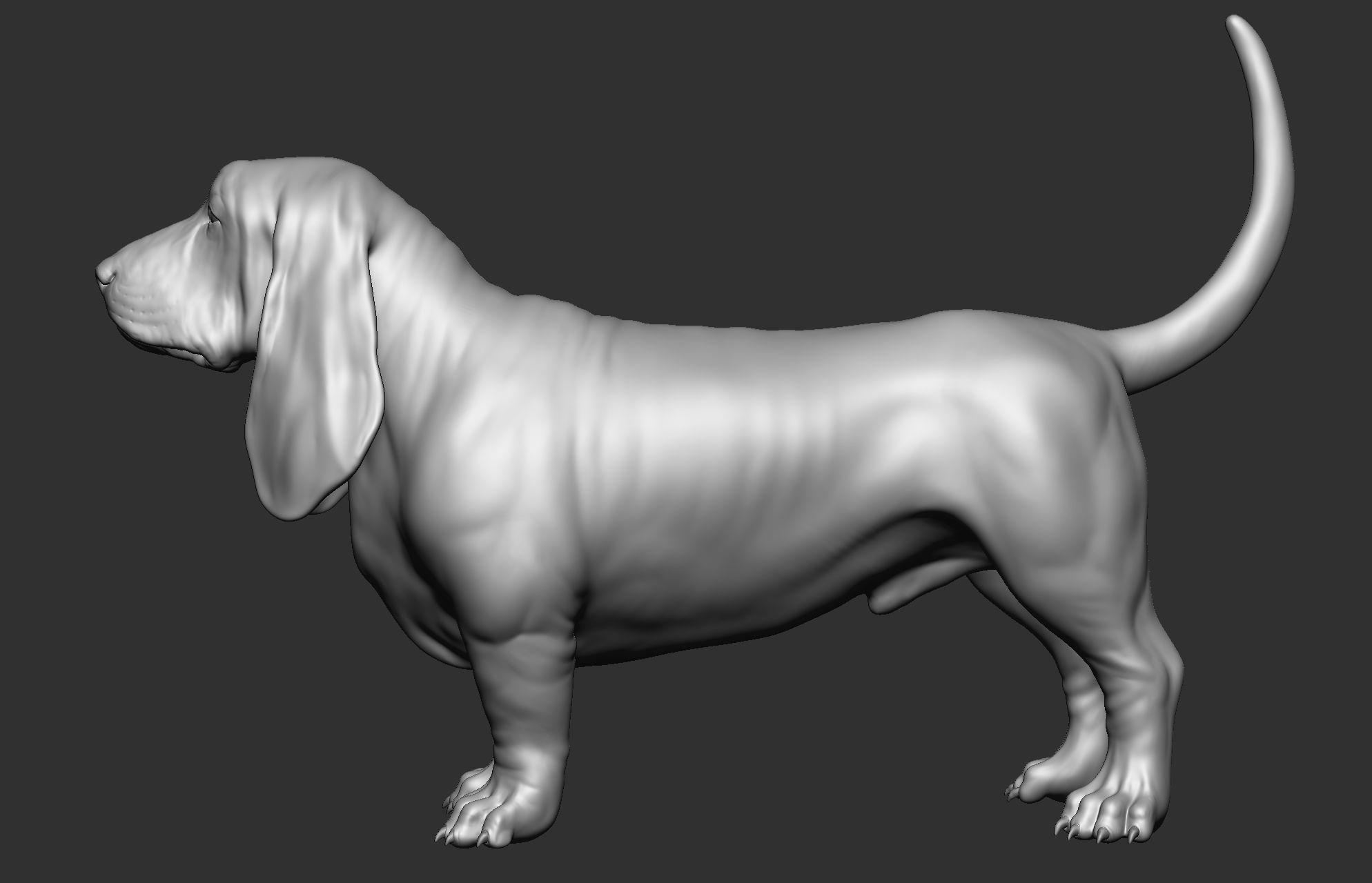 Dog breed collection  8 types of dogs 3D model_34