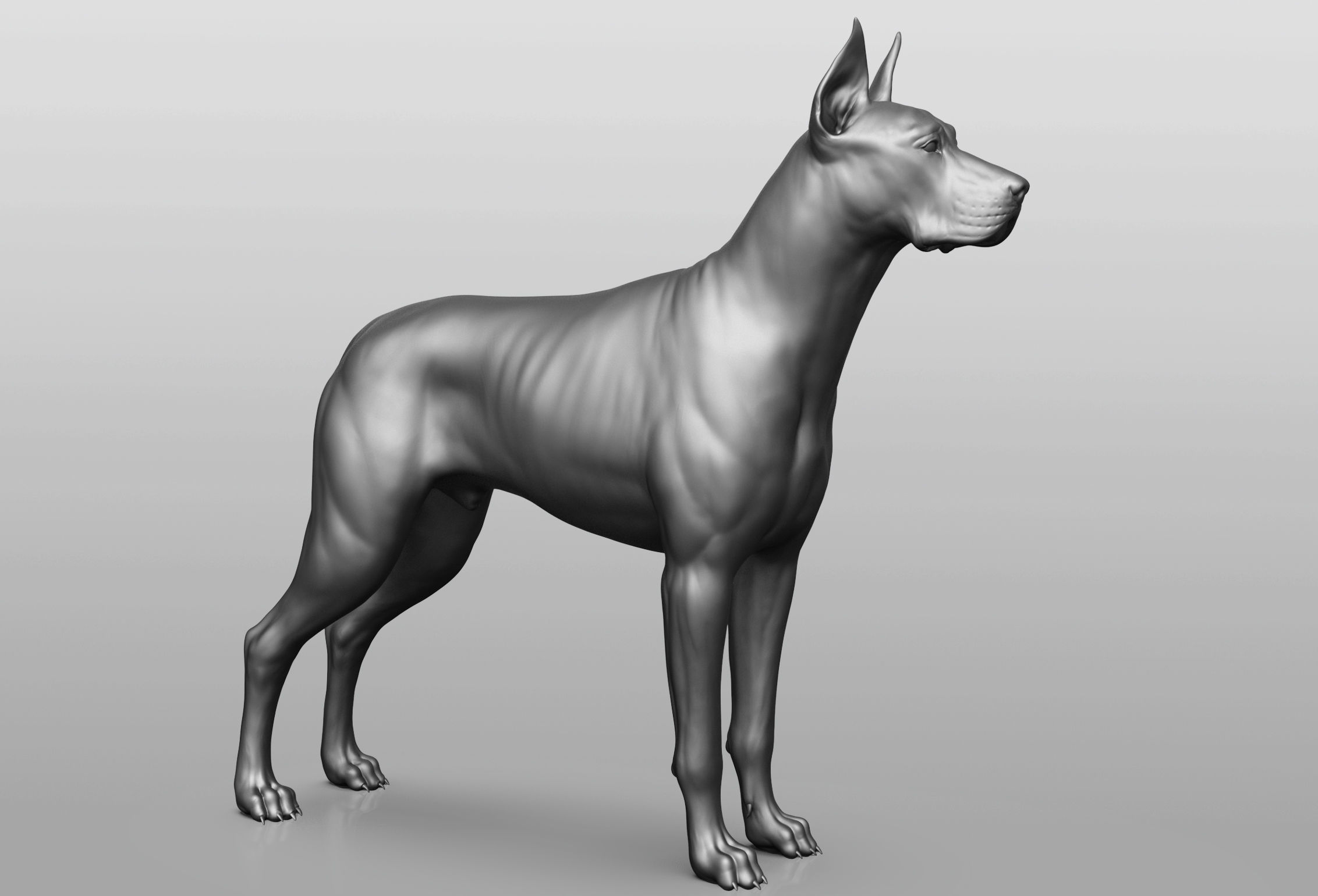 Dog breed collection  8 types of dogs 3D model_38
