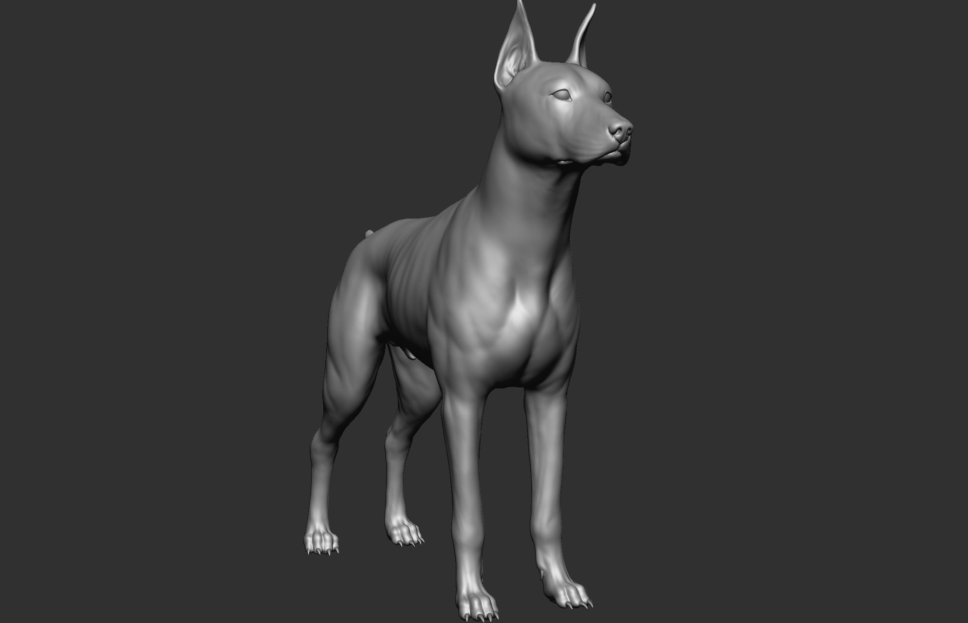 Dog breed collection  8 types of dogs 3D model_75