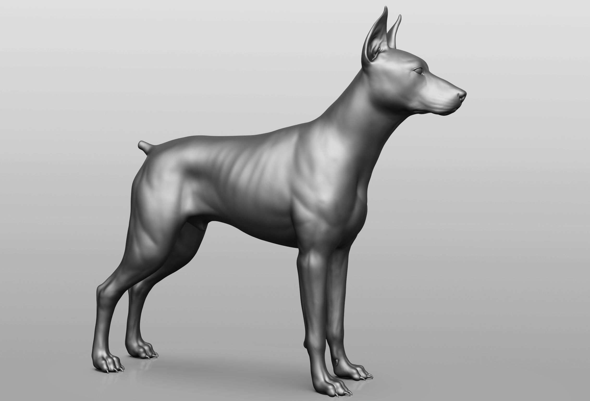 Dog breed collection  8 types of dogs 3D model_72