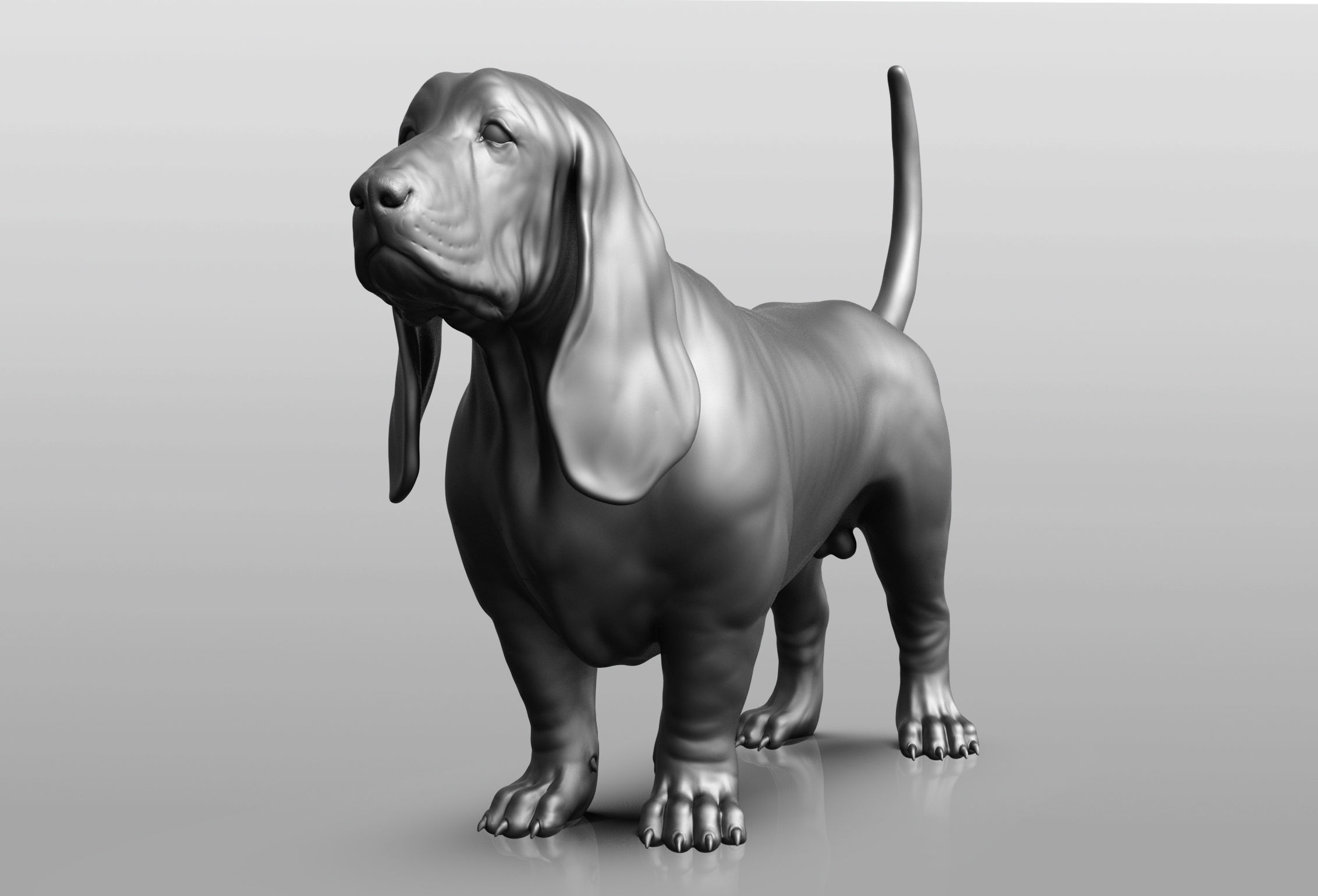 Dog breed collection  8 types of dogs 3D model_28