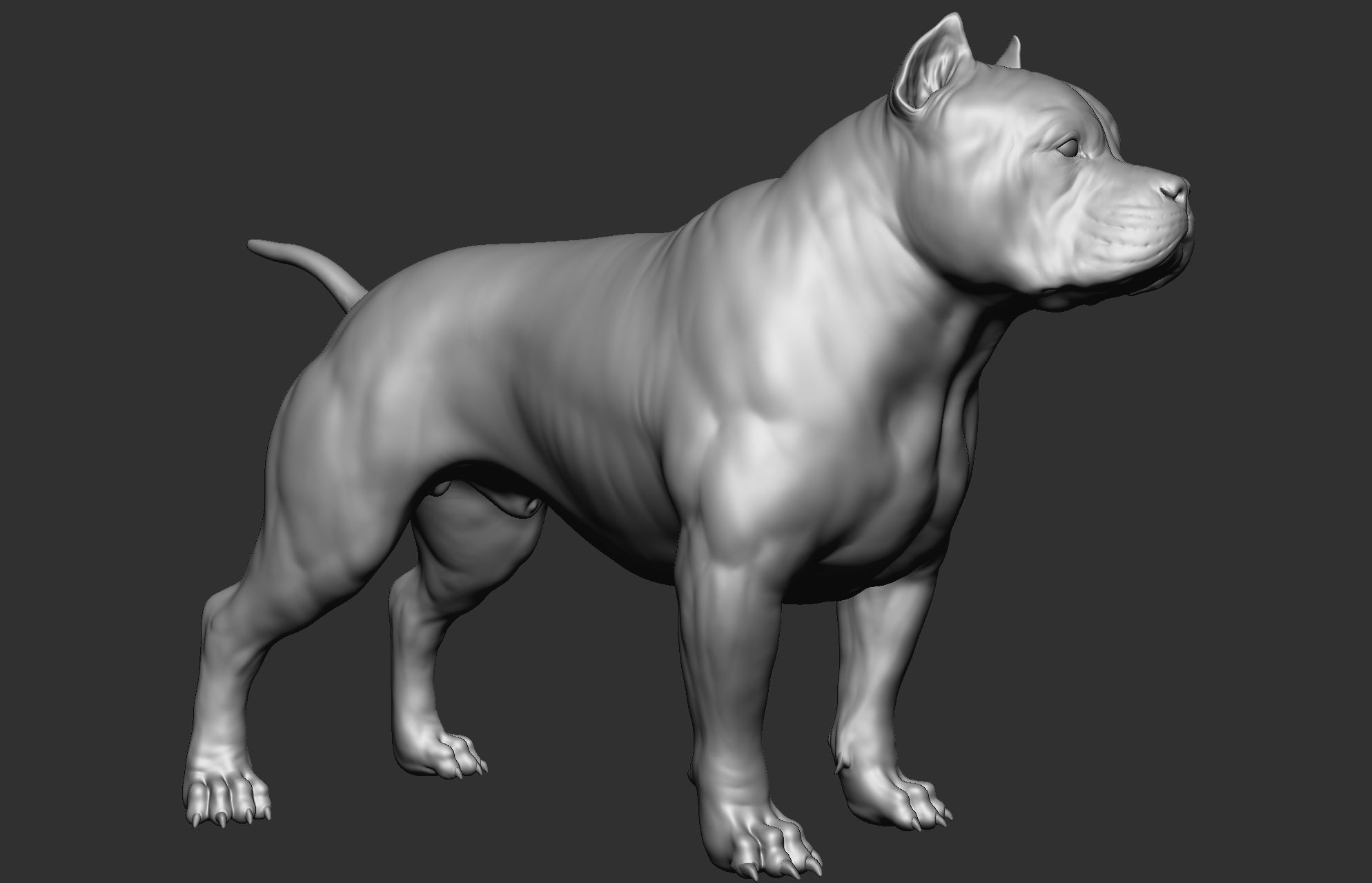 Dog breed collection  8 types of dogs 3D model_60